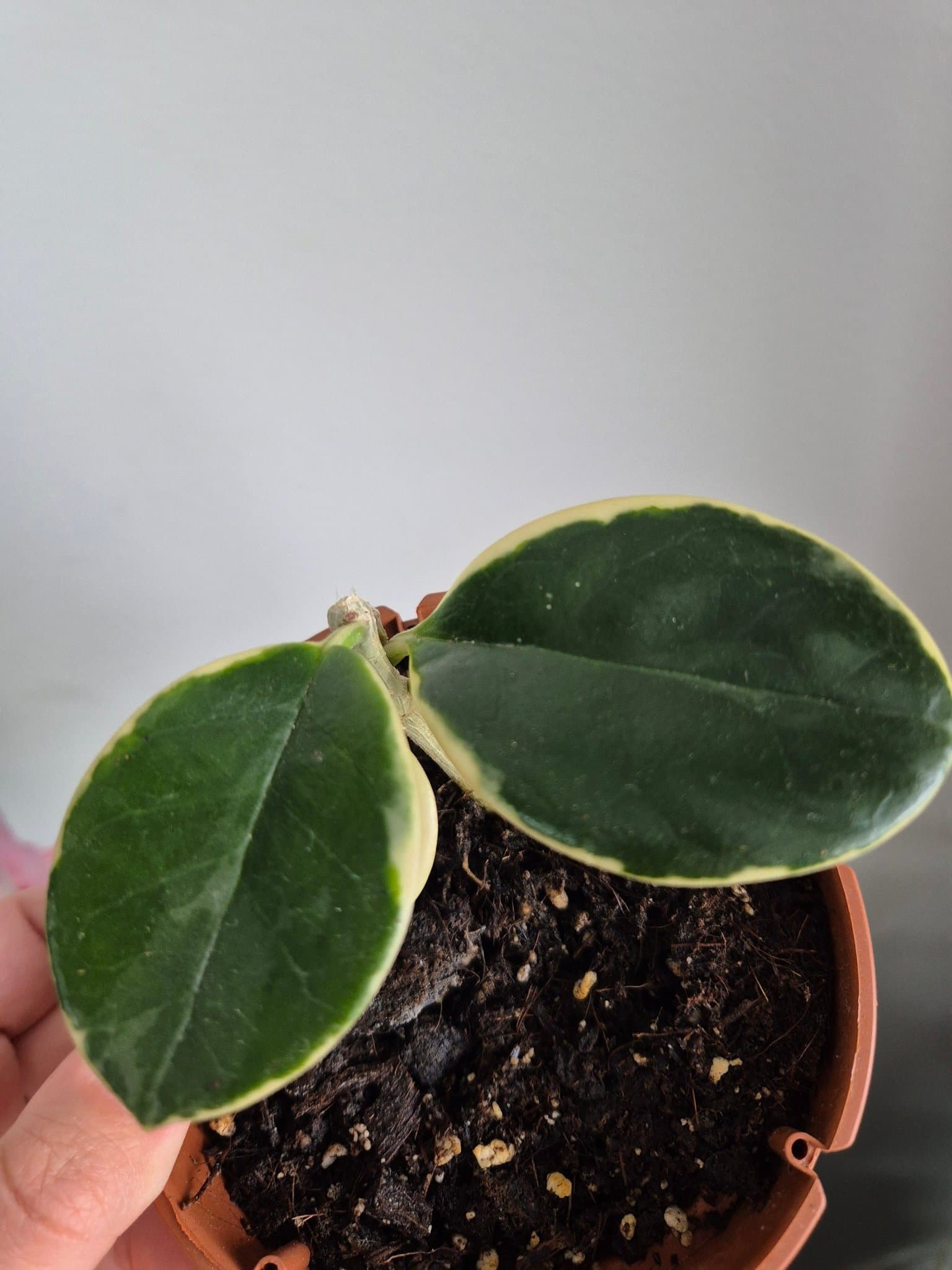 Hoya Australis