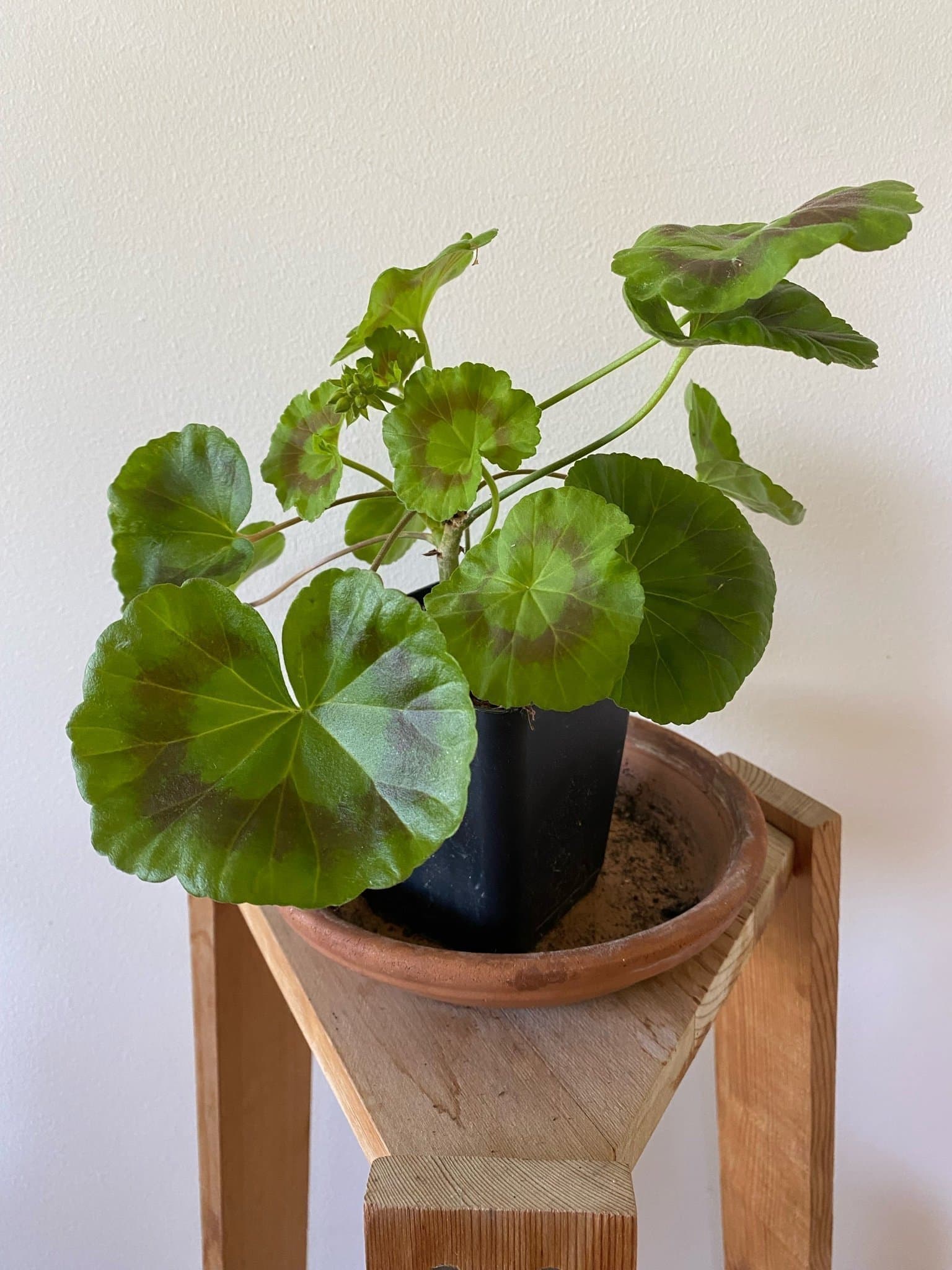 Pelargon 'Mallorca’