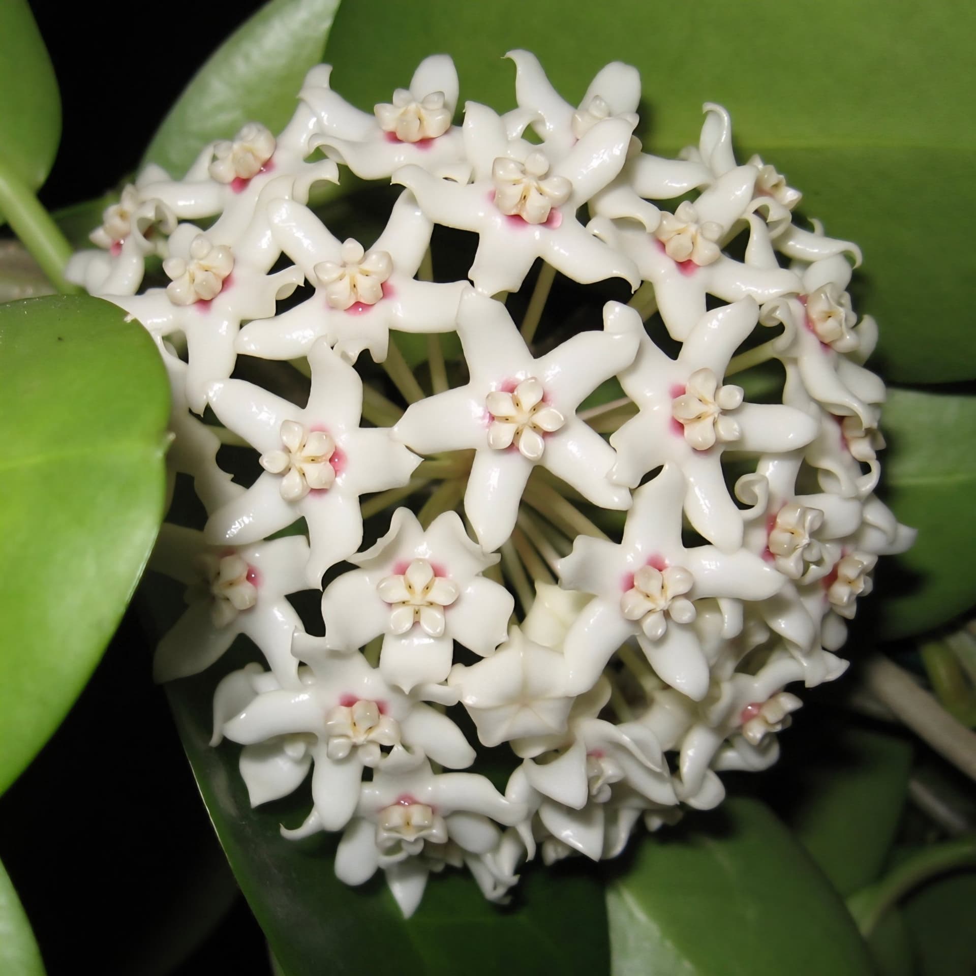 Hoya australis ssp tenuipes rotad