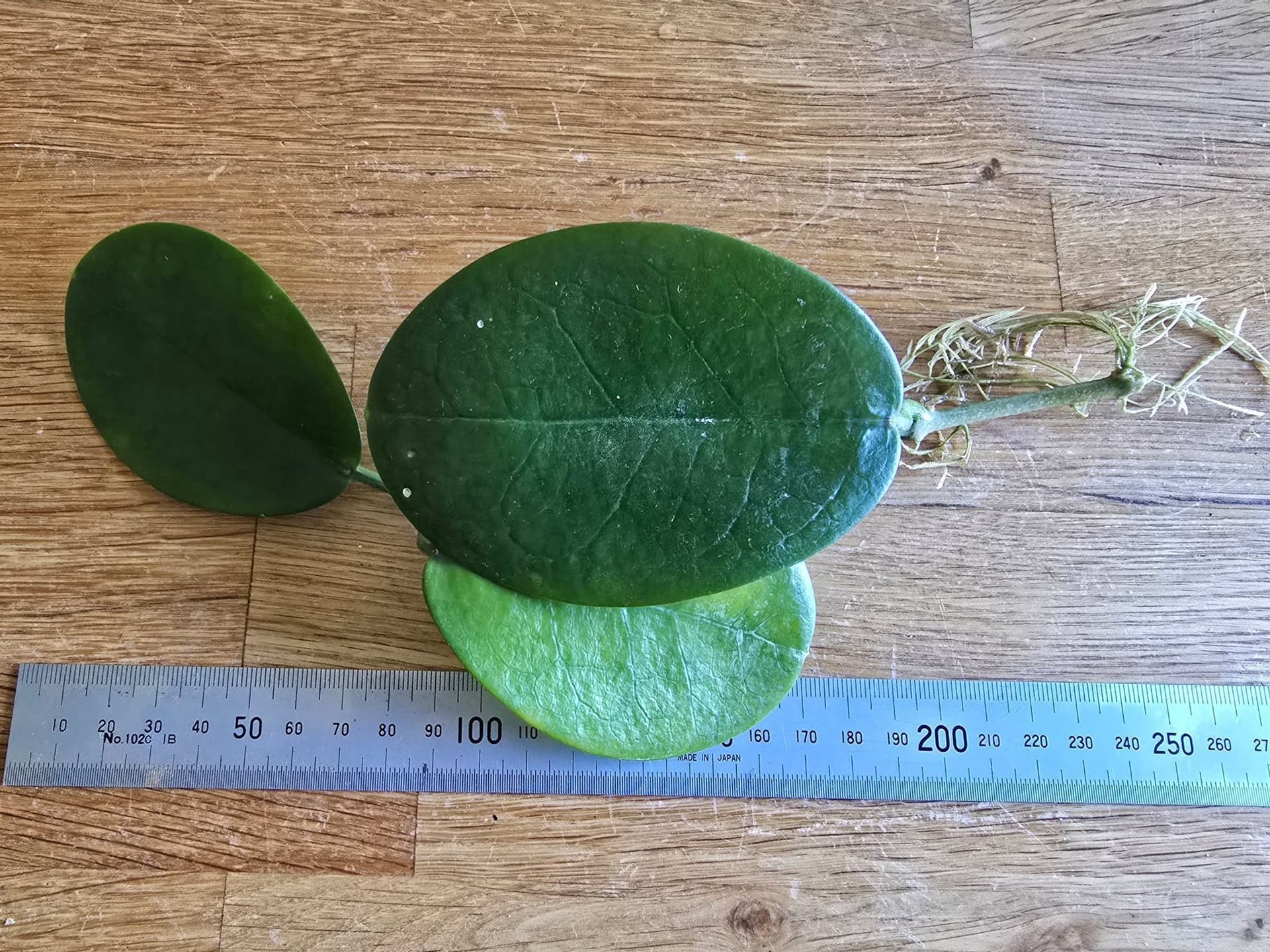 Hoya australis ssp tenuipes rotad