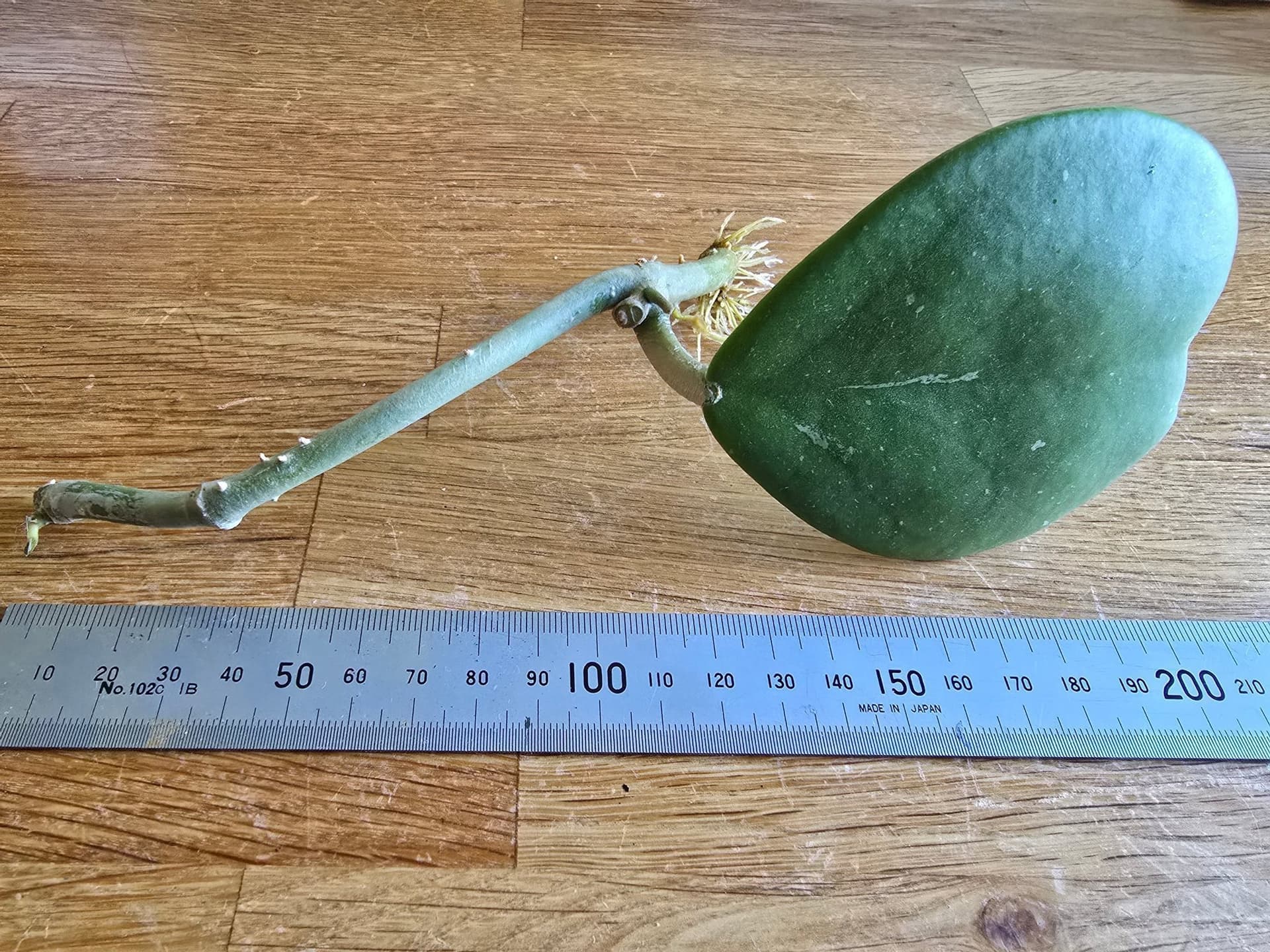 Hoya kerrii stickling rotad