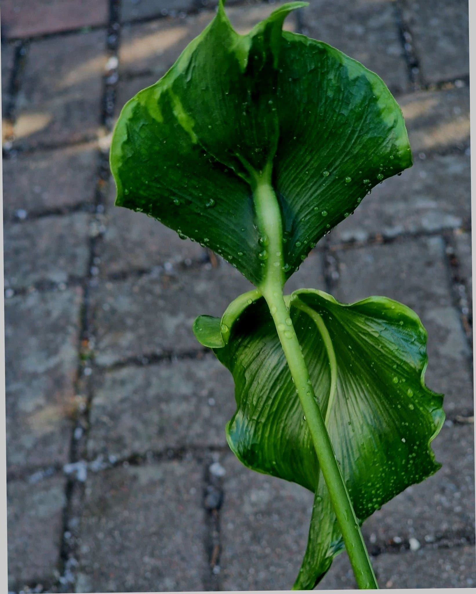 *RARITY* Monstera Deliciosa 'Unniiae' rotad toppstickling