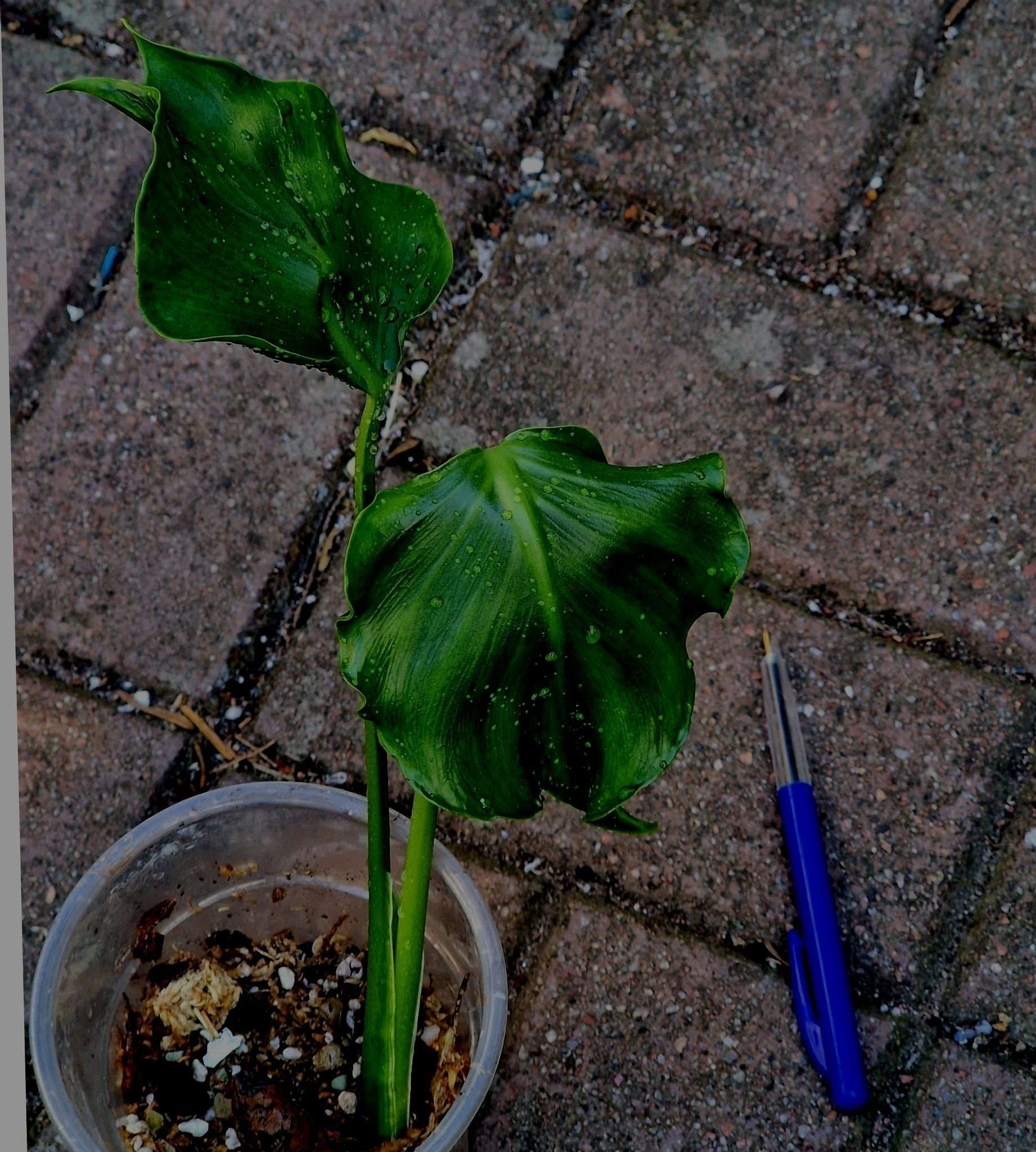 *RARITY* Monstera Deliciosa 'Unniiae' rotad toppstickling