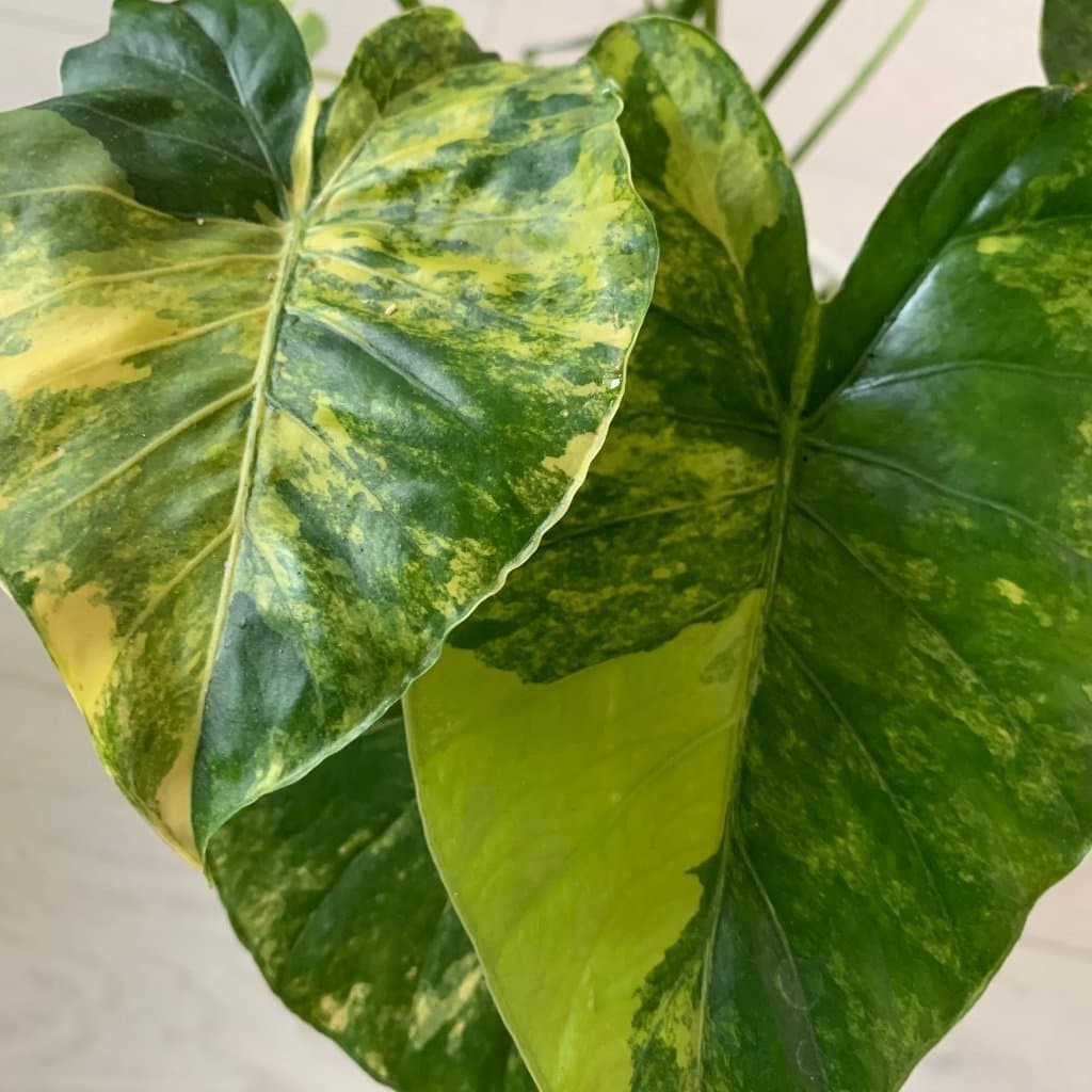 En stickling av Alocasia Gageana Aurea Variegata