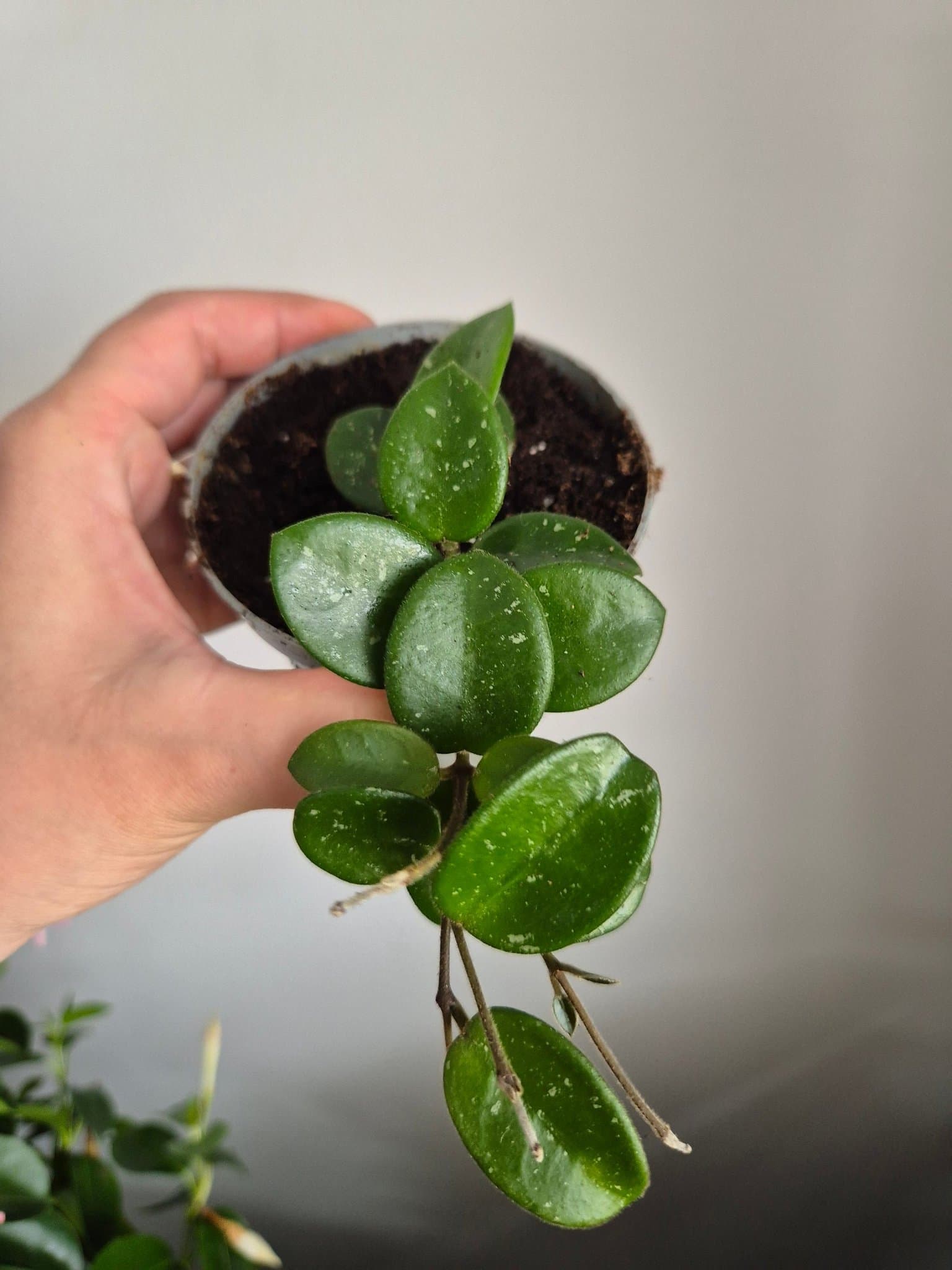Hoya Matilde
