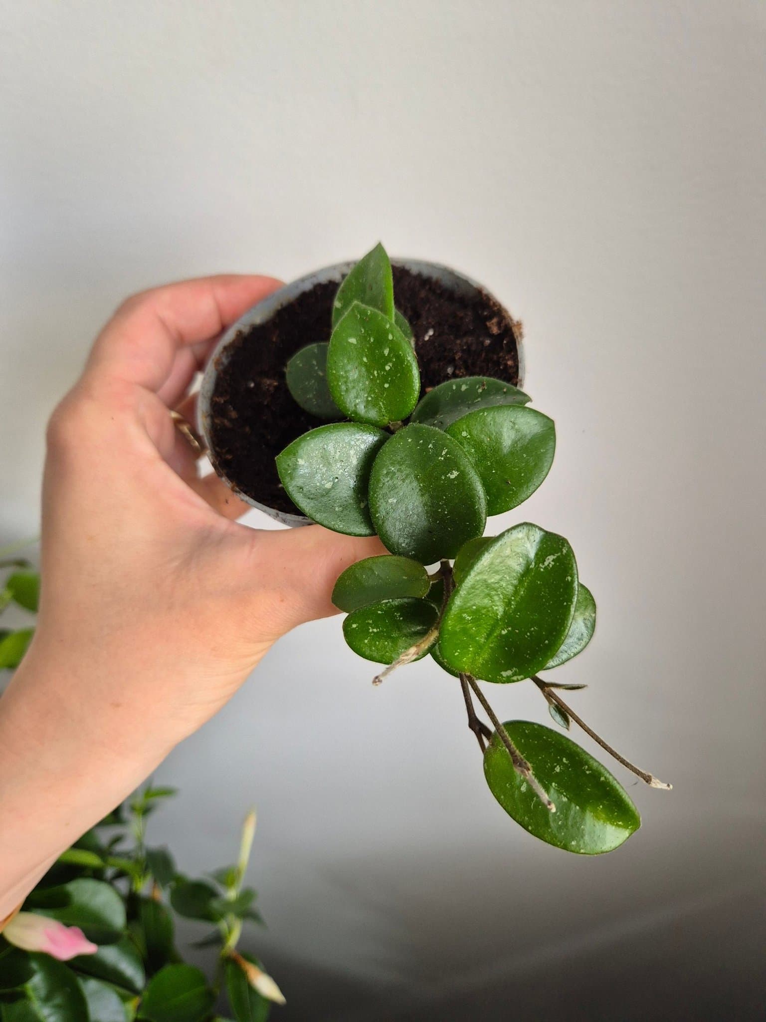 Hoya Matilde