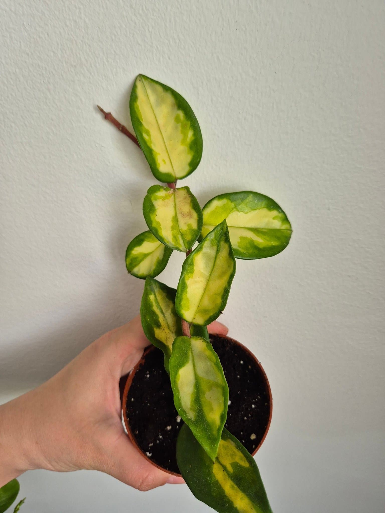 Hoya Carnosa Tricolor