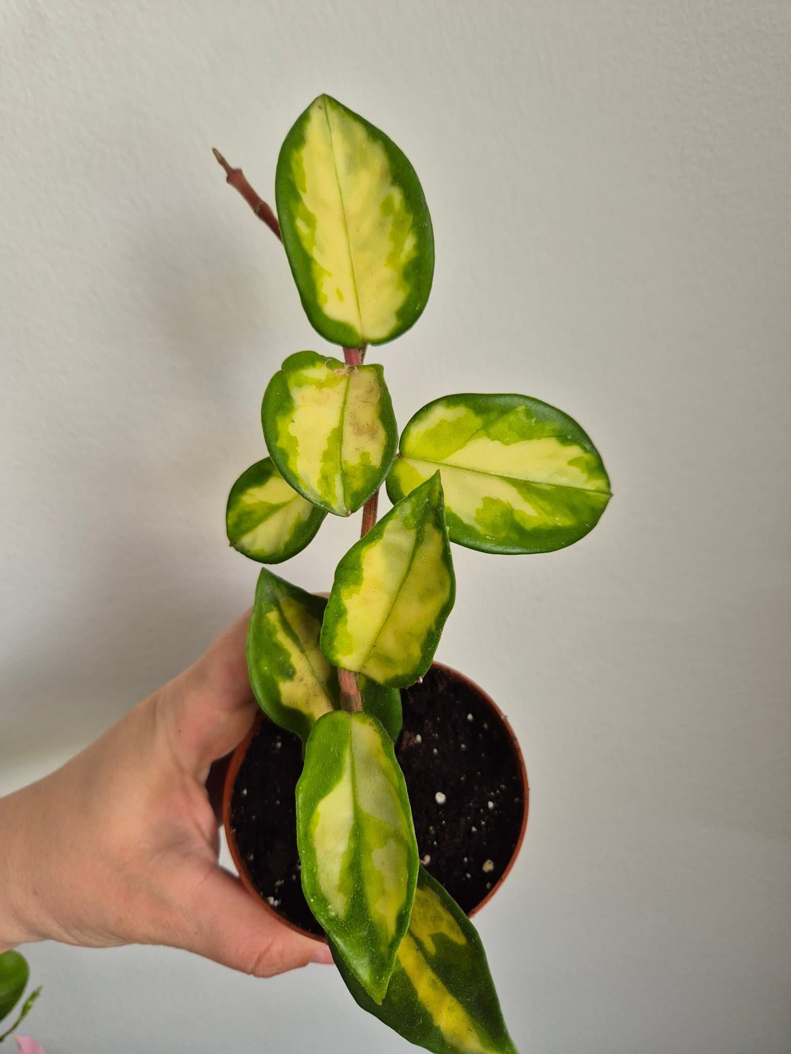 Hoya Carnosa Tricolor