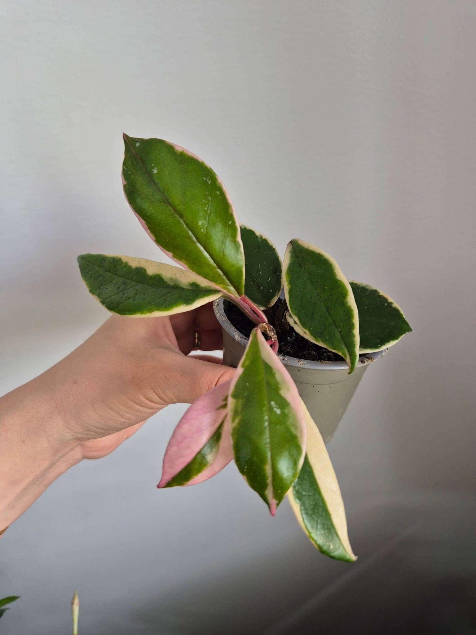 Hoya flamingo dream
