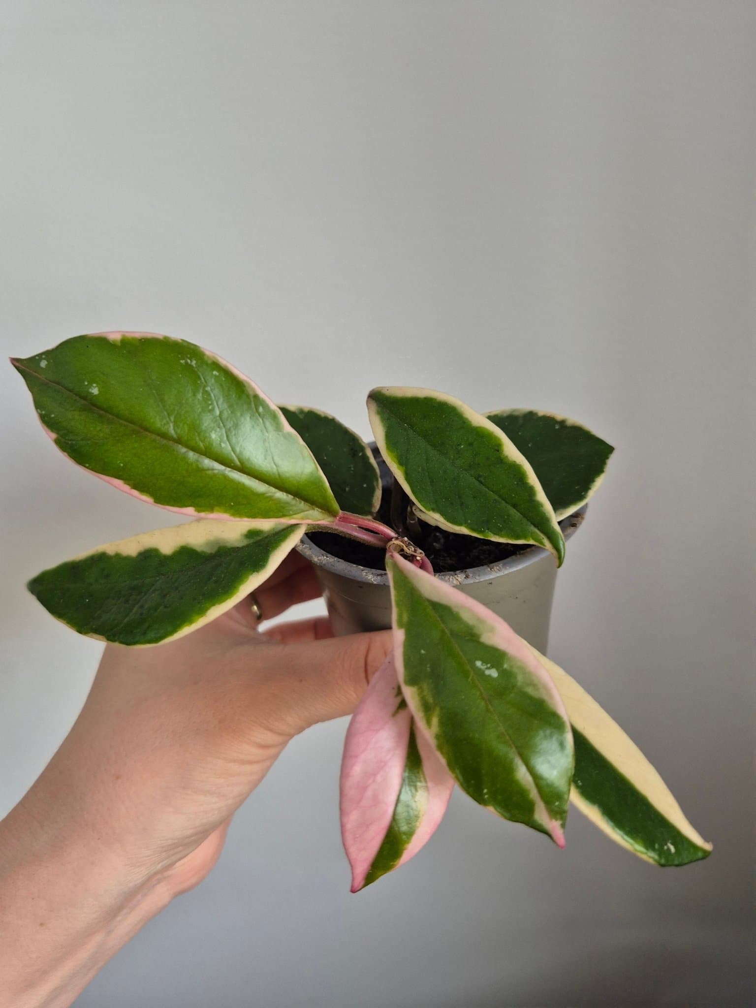 Hoya flamingo dream