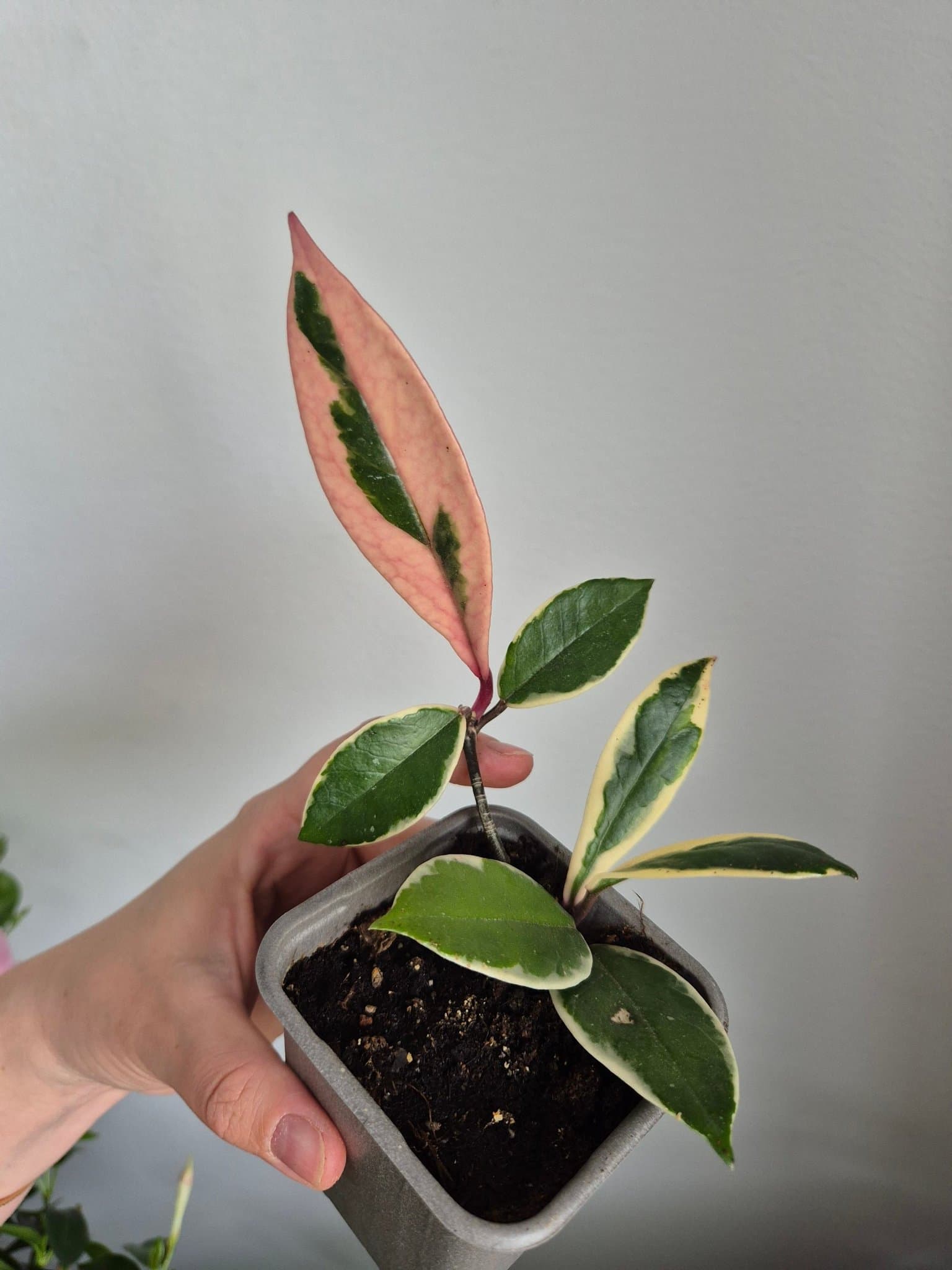 Hoya flamigo dream