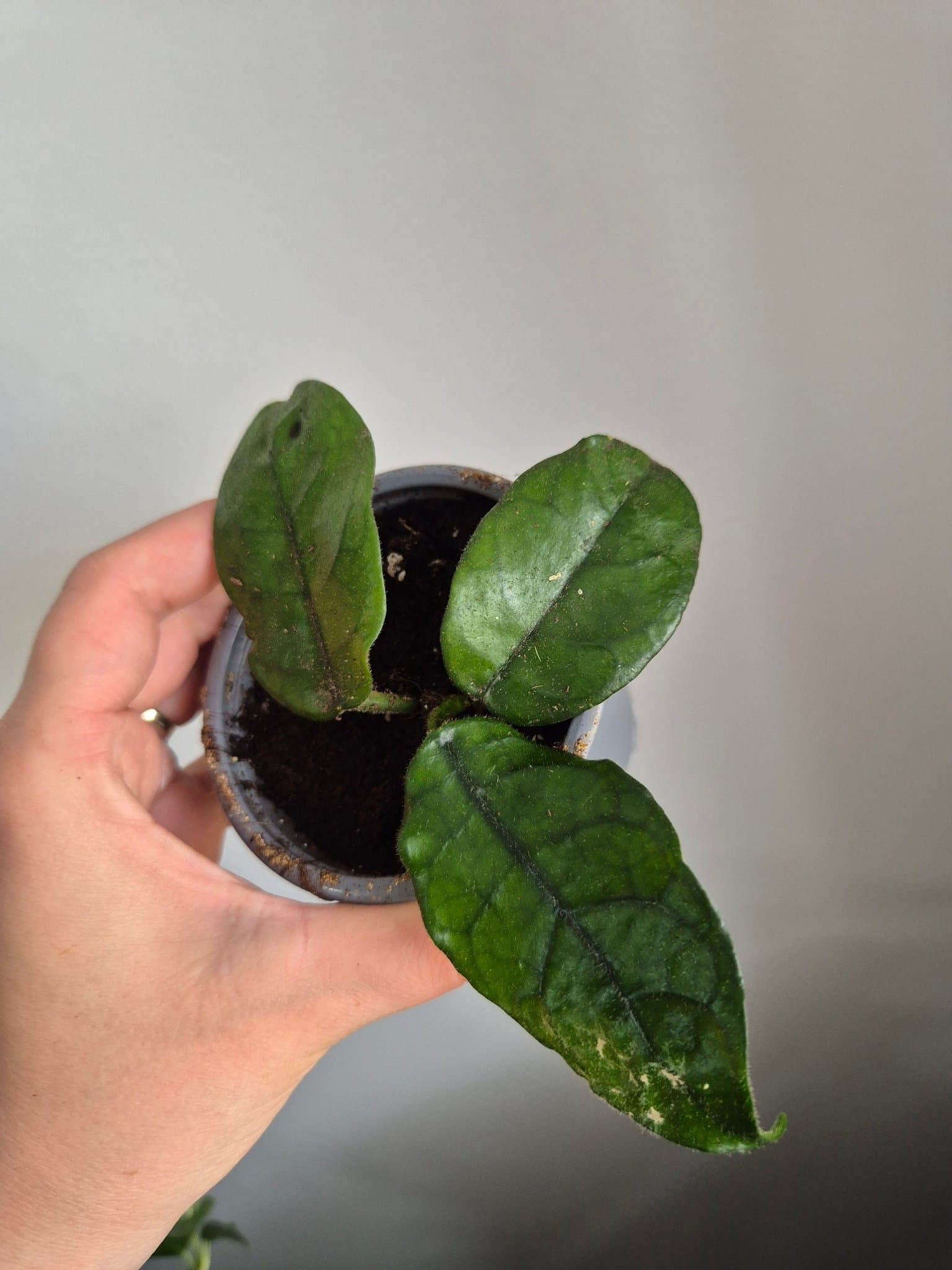 Hoya villosa