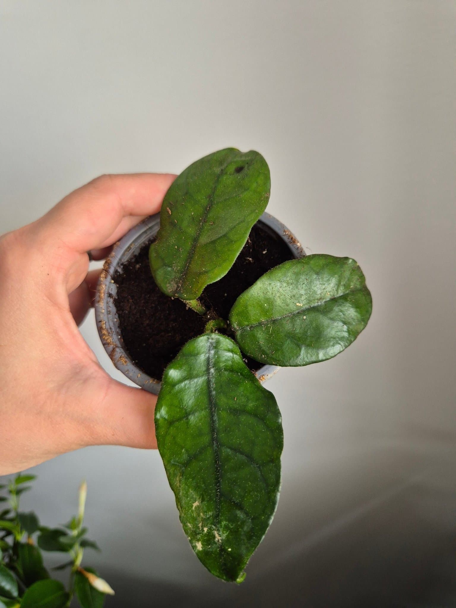Hoya villosa