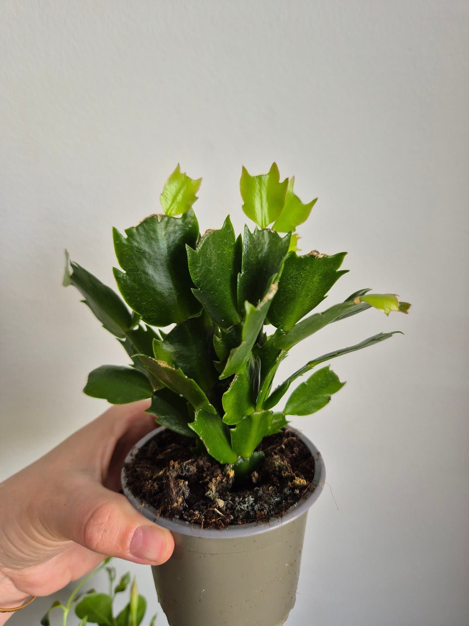 Kaktus gul blomma