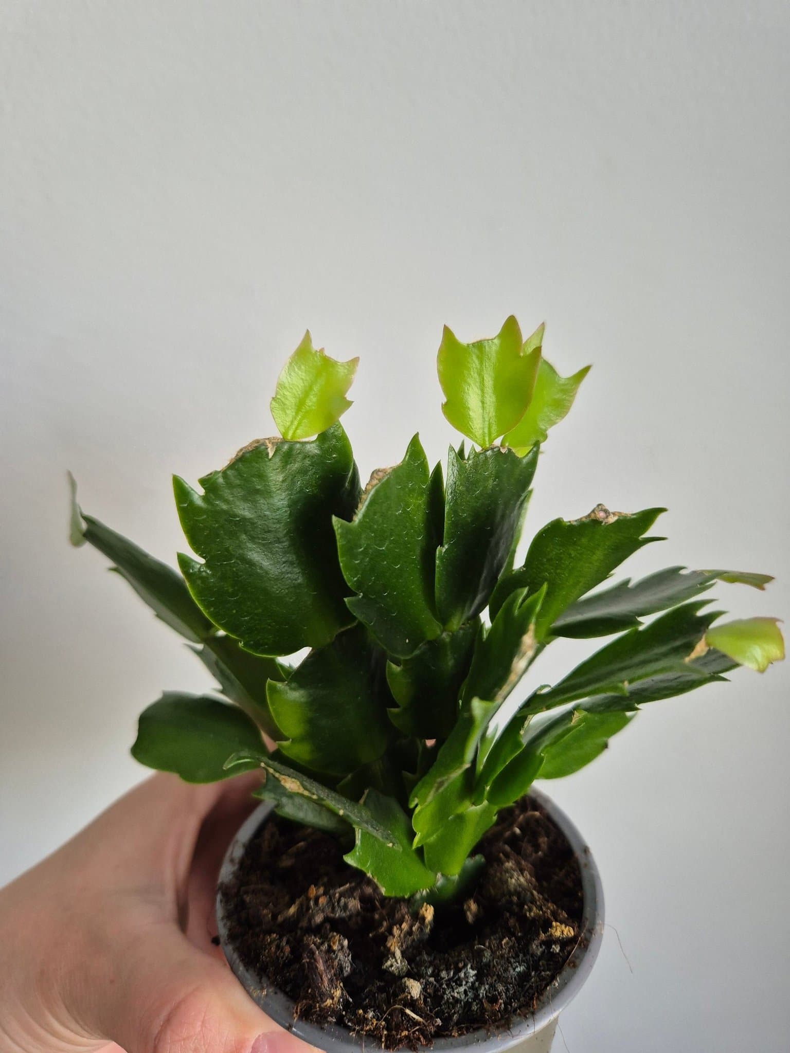 Kaktus gul blomma