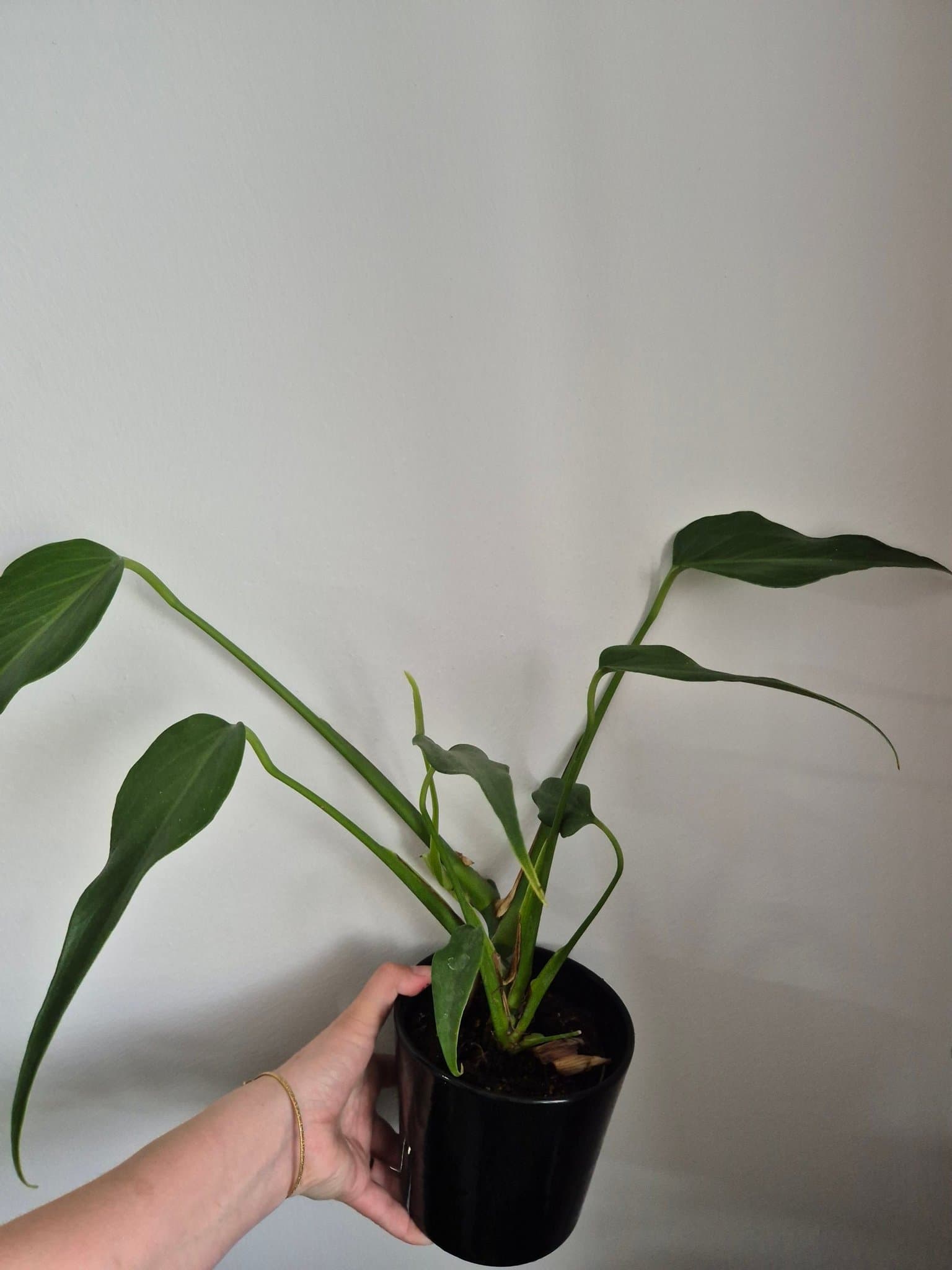 Monstera burle marx flame