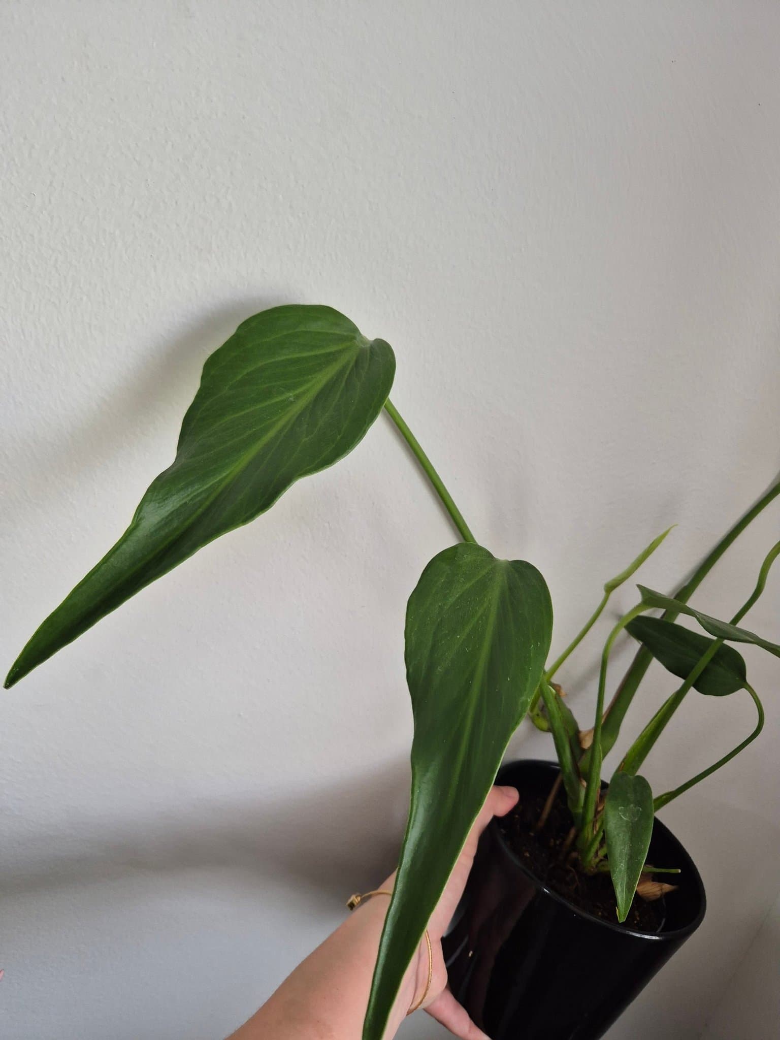 Monstera burle marx flame