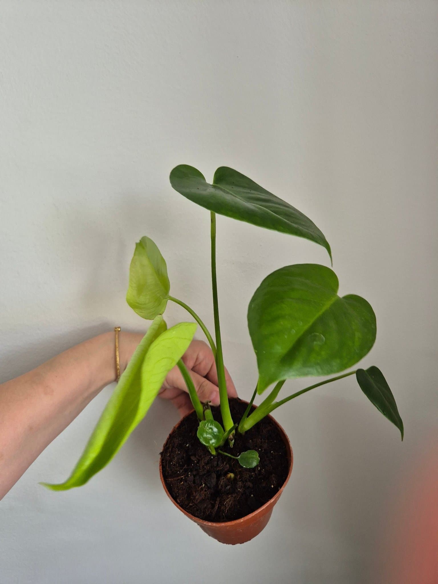 Monstera Deliciosa