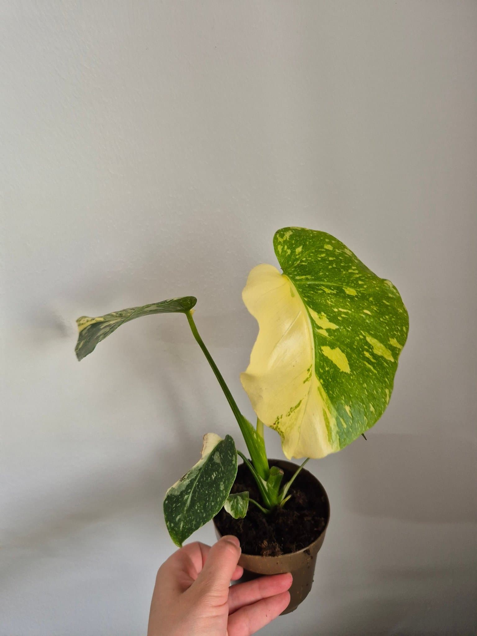 Monstera Thai Constellation
