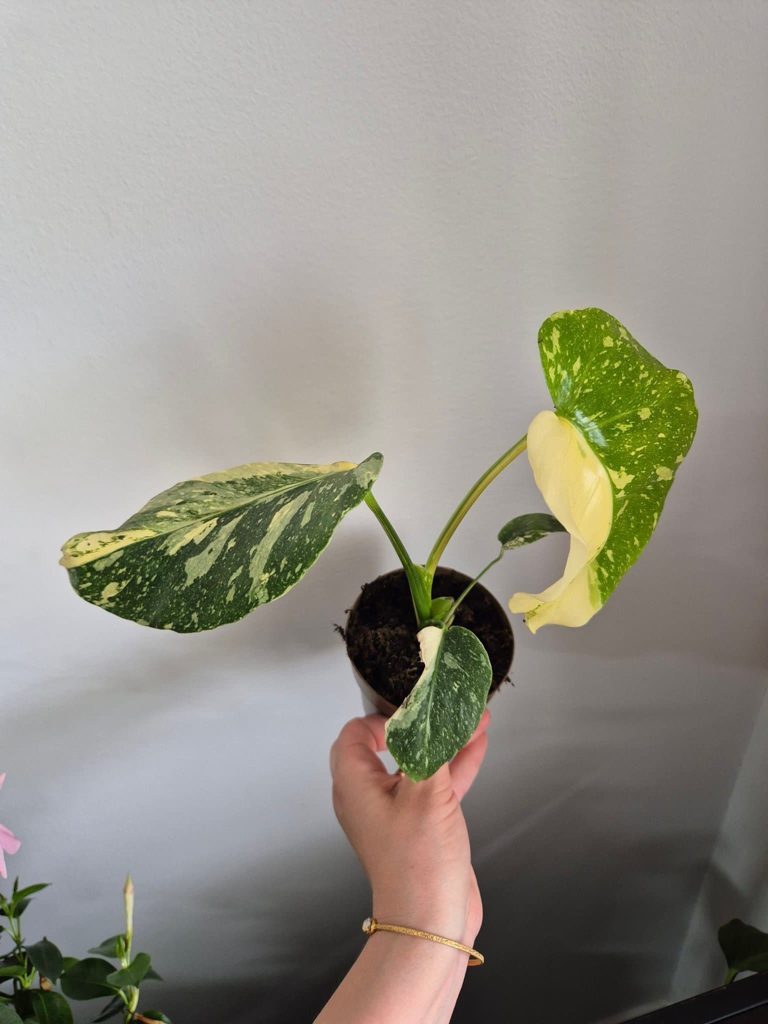 Monstera Thai Constellation