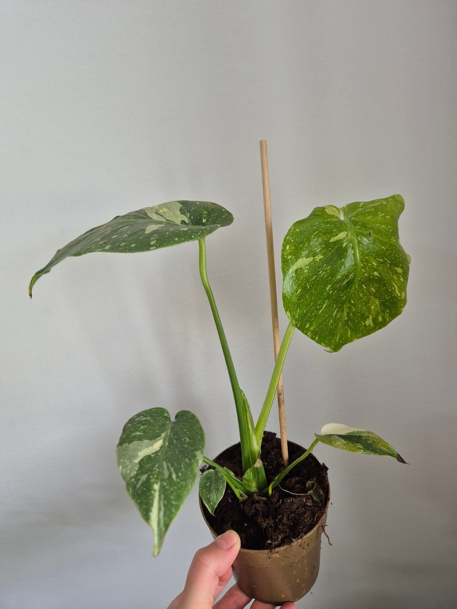 Monstera Thai Constellation