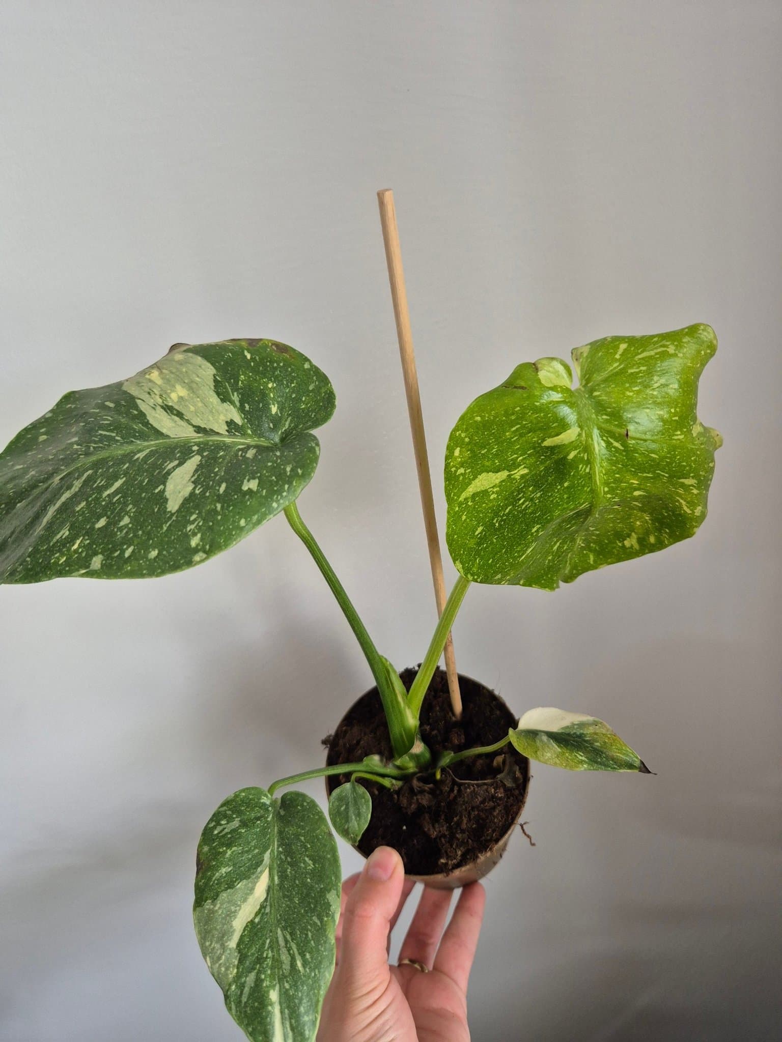 Monstera Thai Constellation
