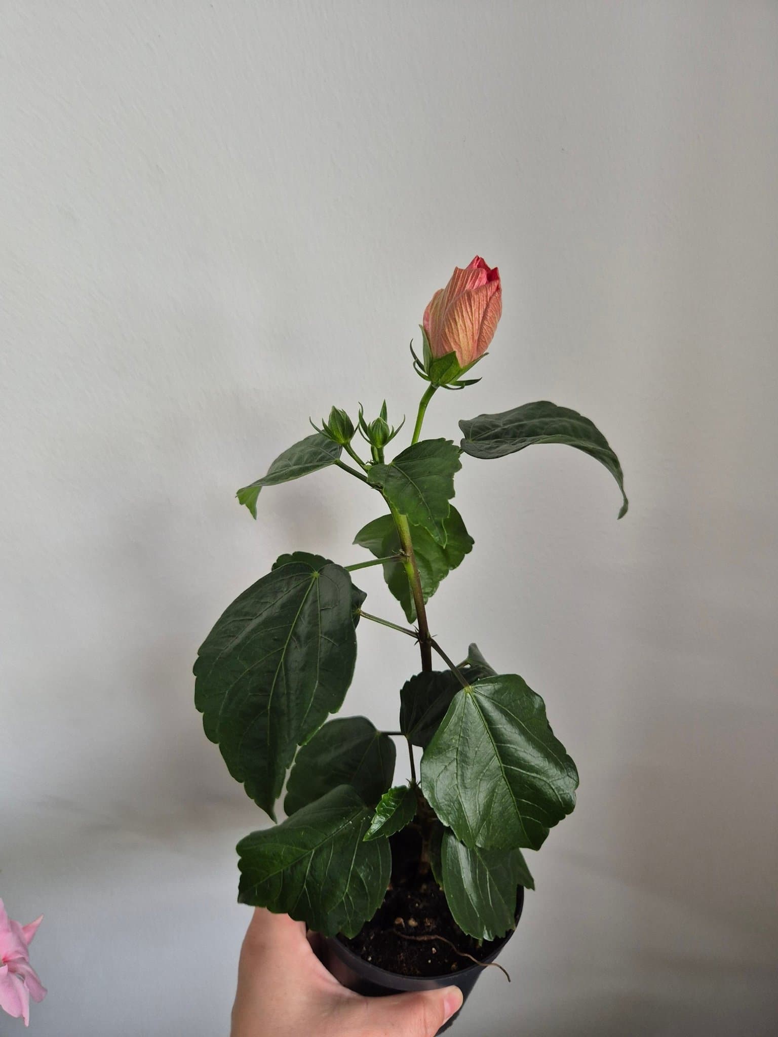 Hibiskusplanta med knoppar dubel rosa
