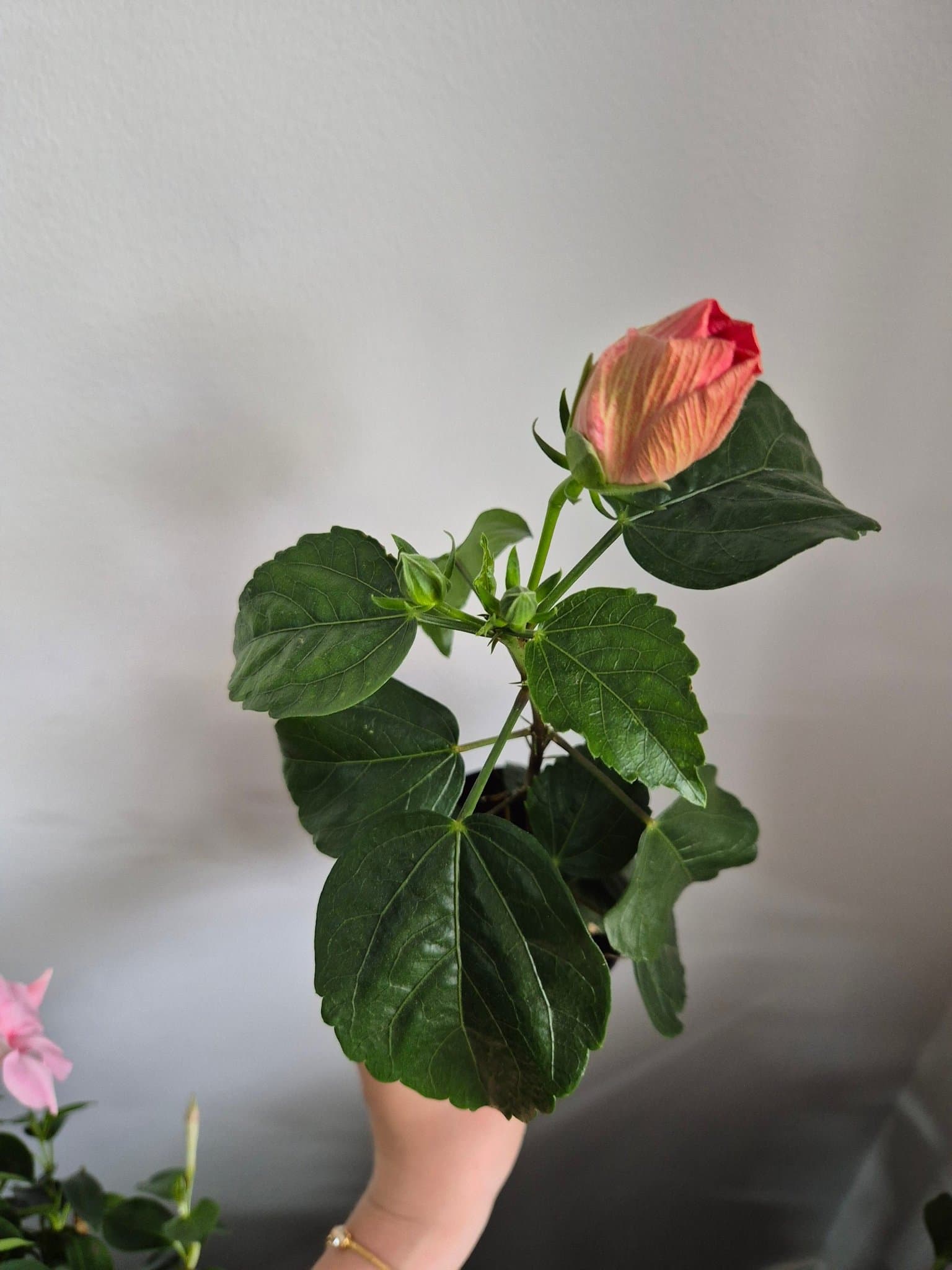 Hibiskusplanta med knoppar dubel rosa