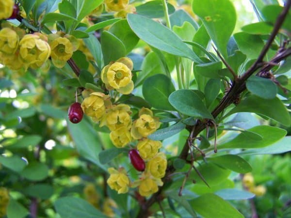 Berberis Häckberberis jordrotad liten planta