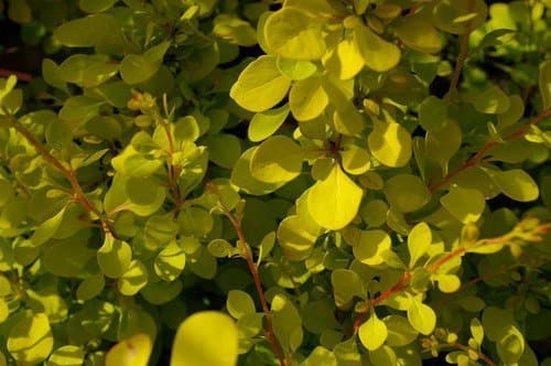 Berberis Häckberberis jordrotad liten planta