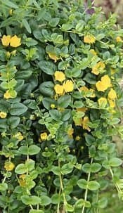 10 plantor Lysimachia nummularia 'Goldii' - Penningblad