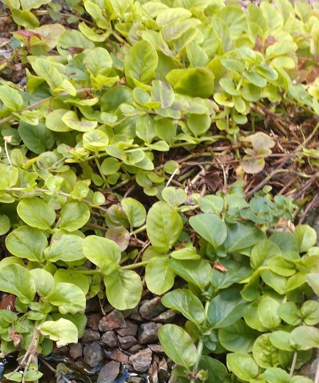 10 plantor Lysimachia nummularia 'Goldii' - Penningblad