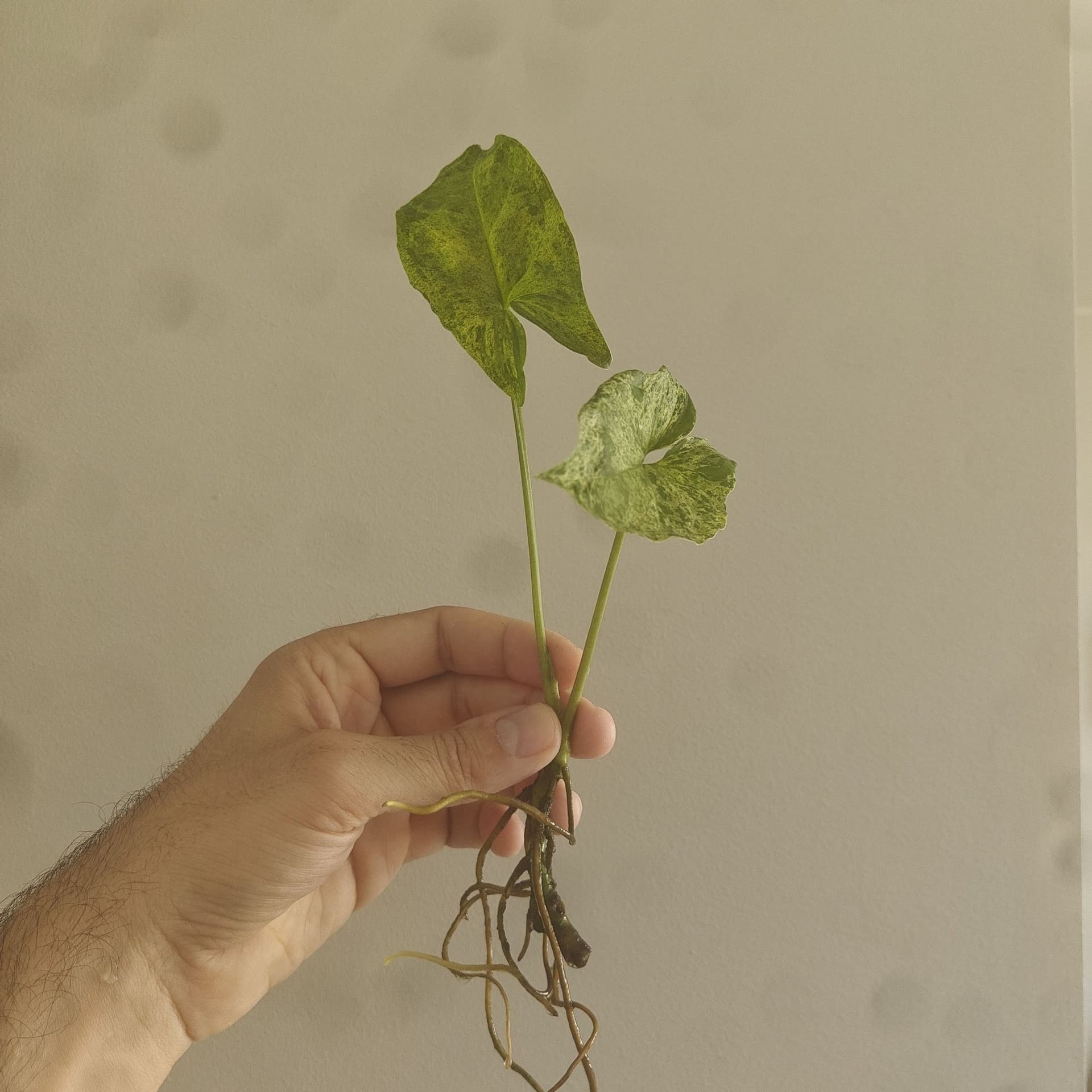 Syngonium Mojito stickling