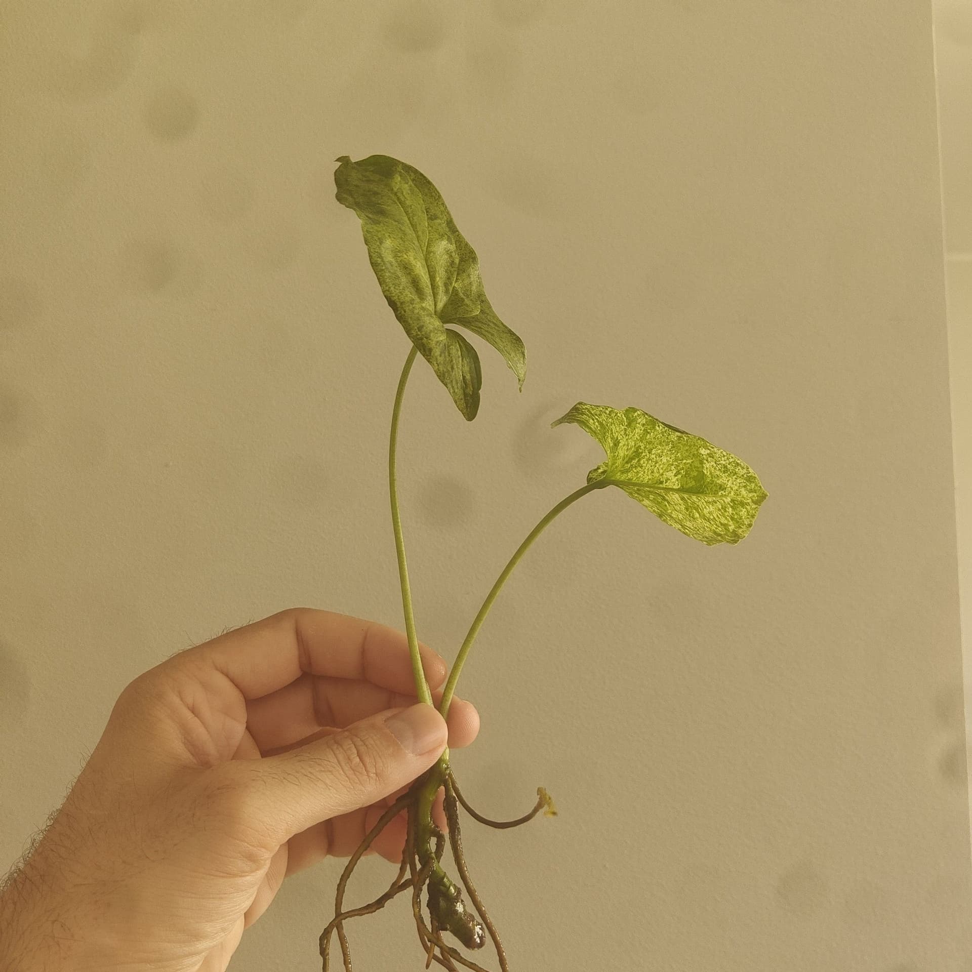 Syngonium Mojito stickling
