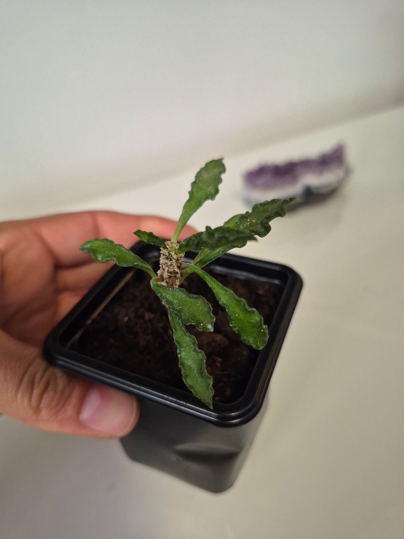 Euphorbia Decaryi