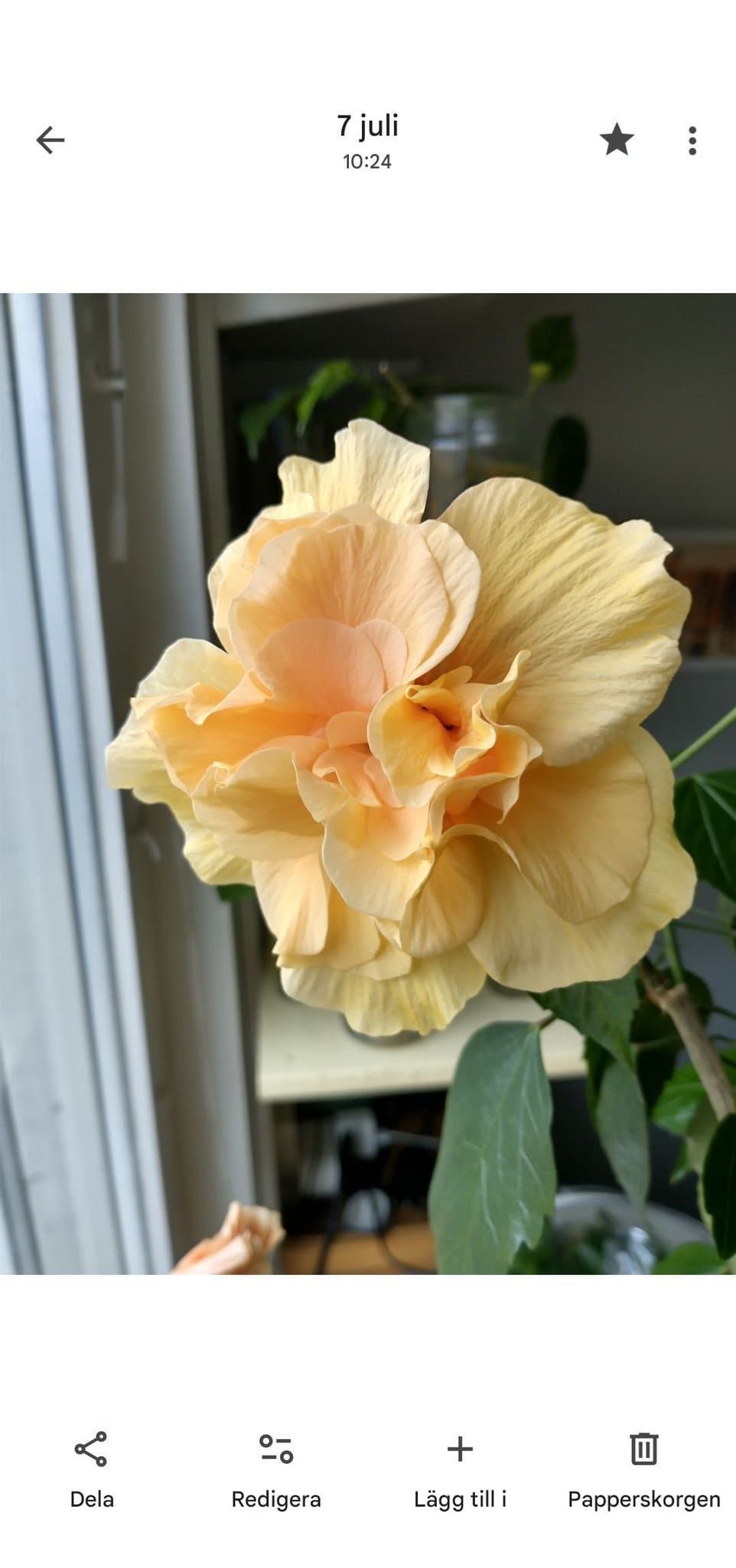 Jättefint planterat skott av dubbel gul/aprikos hibiskus, ljuvlig! Gammal sort.