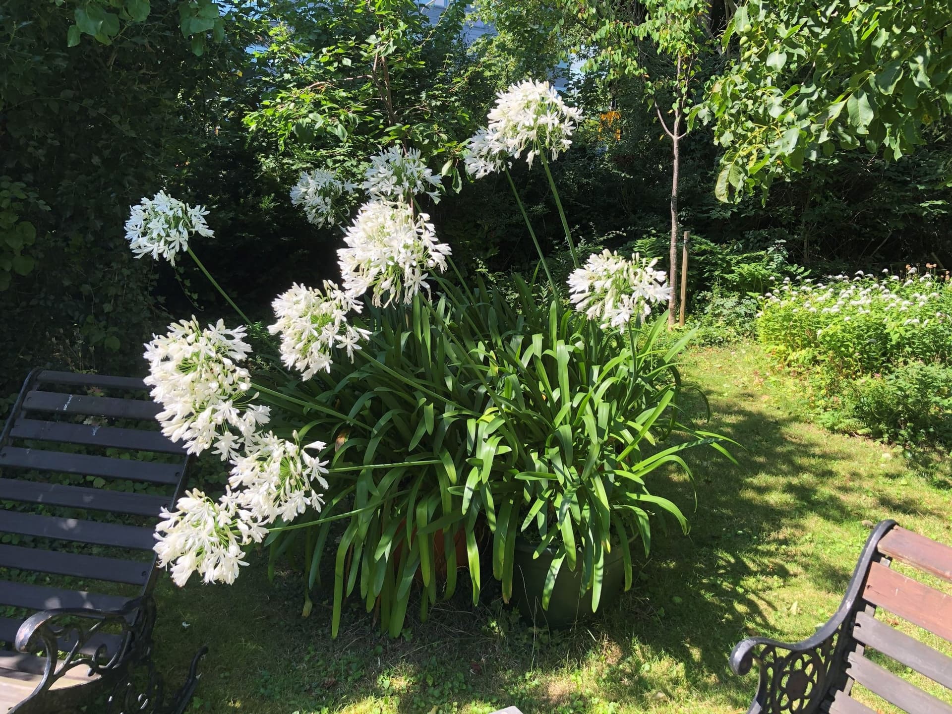 Stor Agapanthus 'African Lily' - Vit