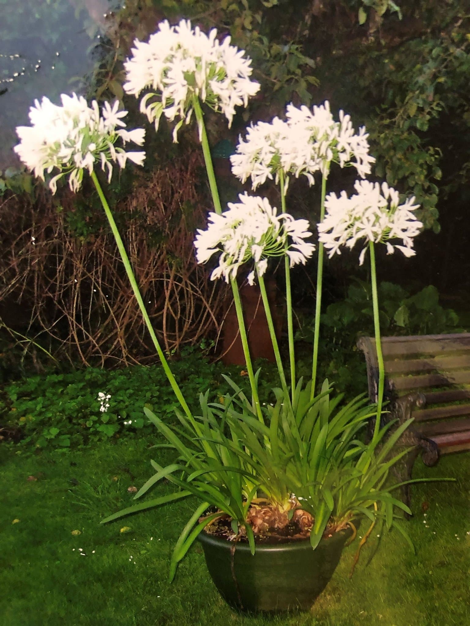 Stor Agapanthus 'African Lily' - Vit