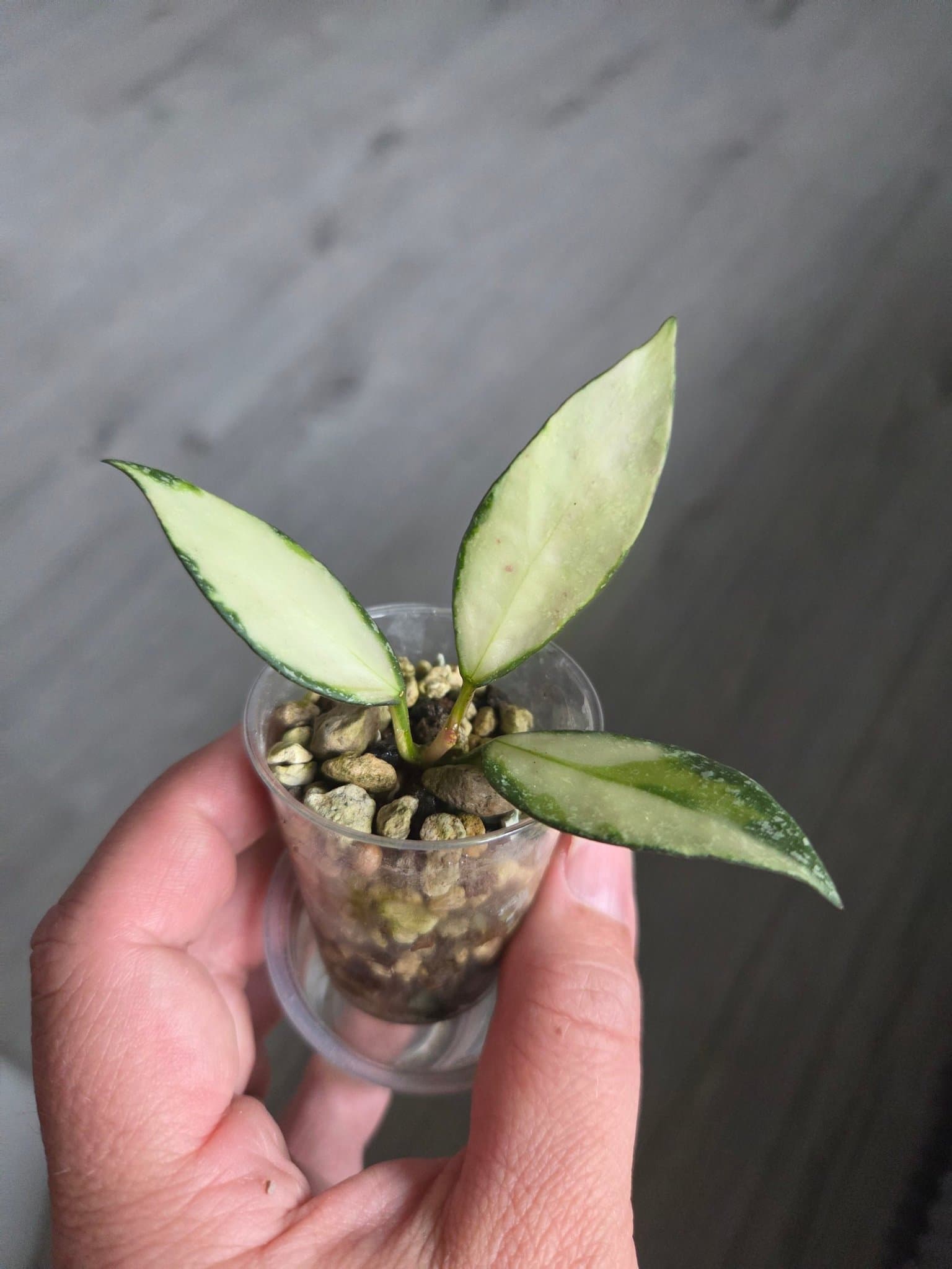 Hoya Nabawanensis variegata lätt rotad