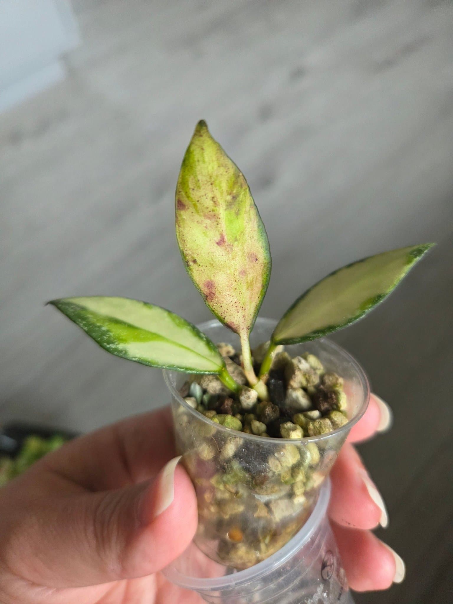 Hoya Nabawanensis variegata lätt rotad