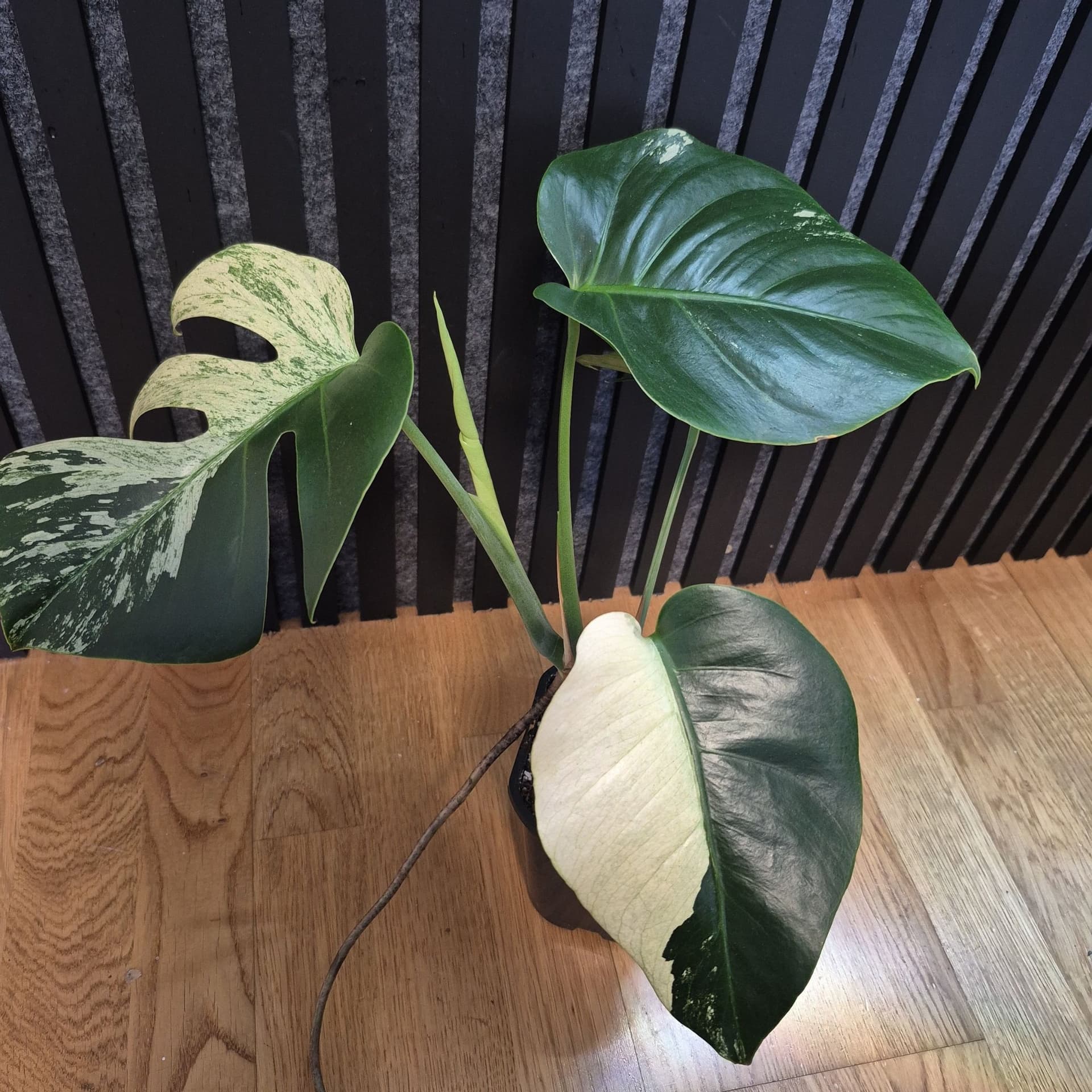 Monstera Jungle Mint – Sällsynt & vacker 🪴🍃