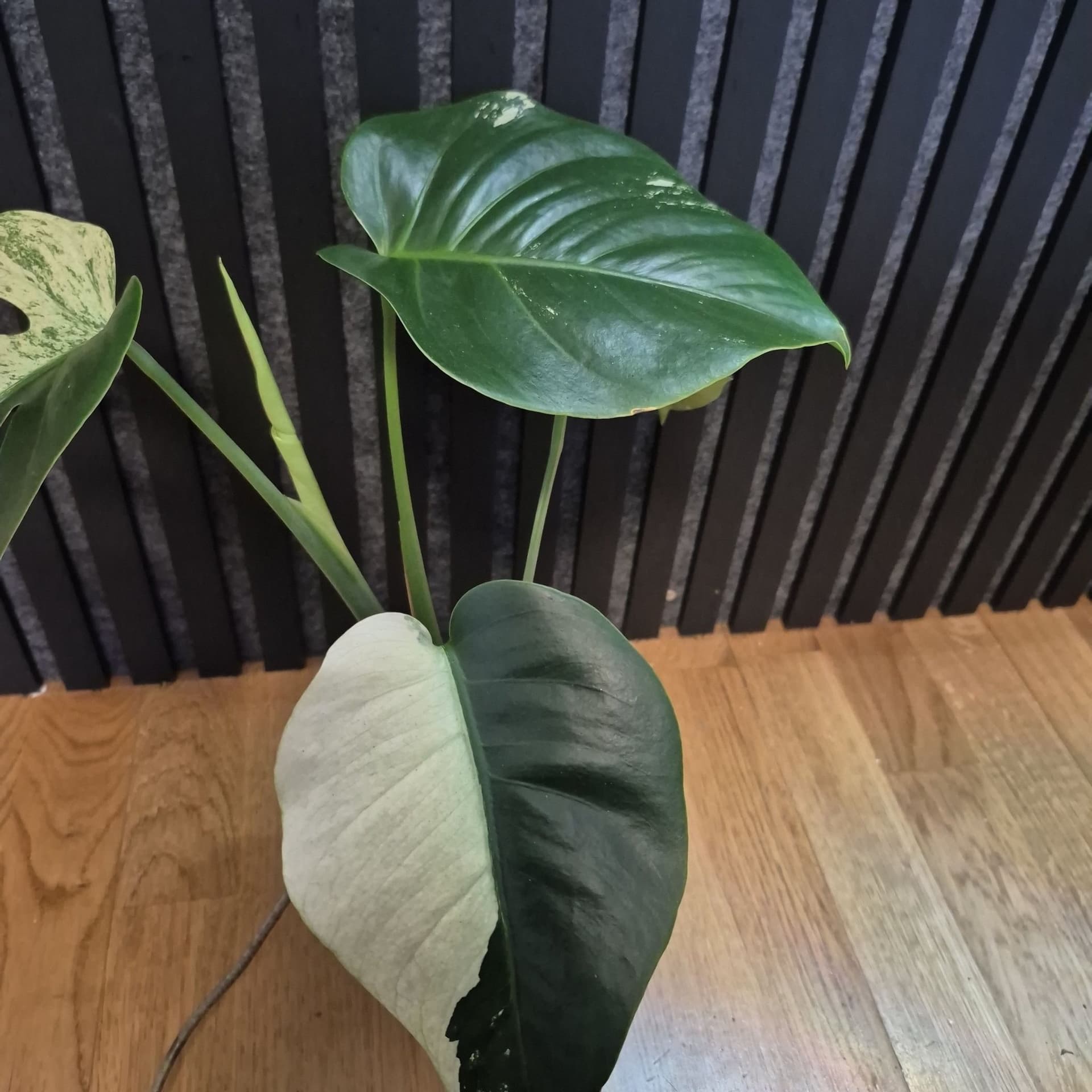 Monstera Jungle Mint – Sällsynt & vacker 🪴🍃