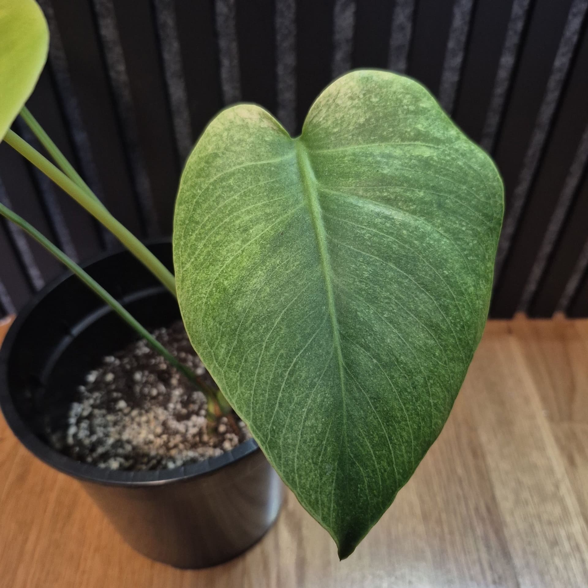 Monstera mint -noid