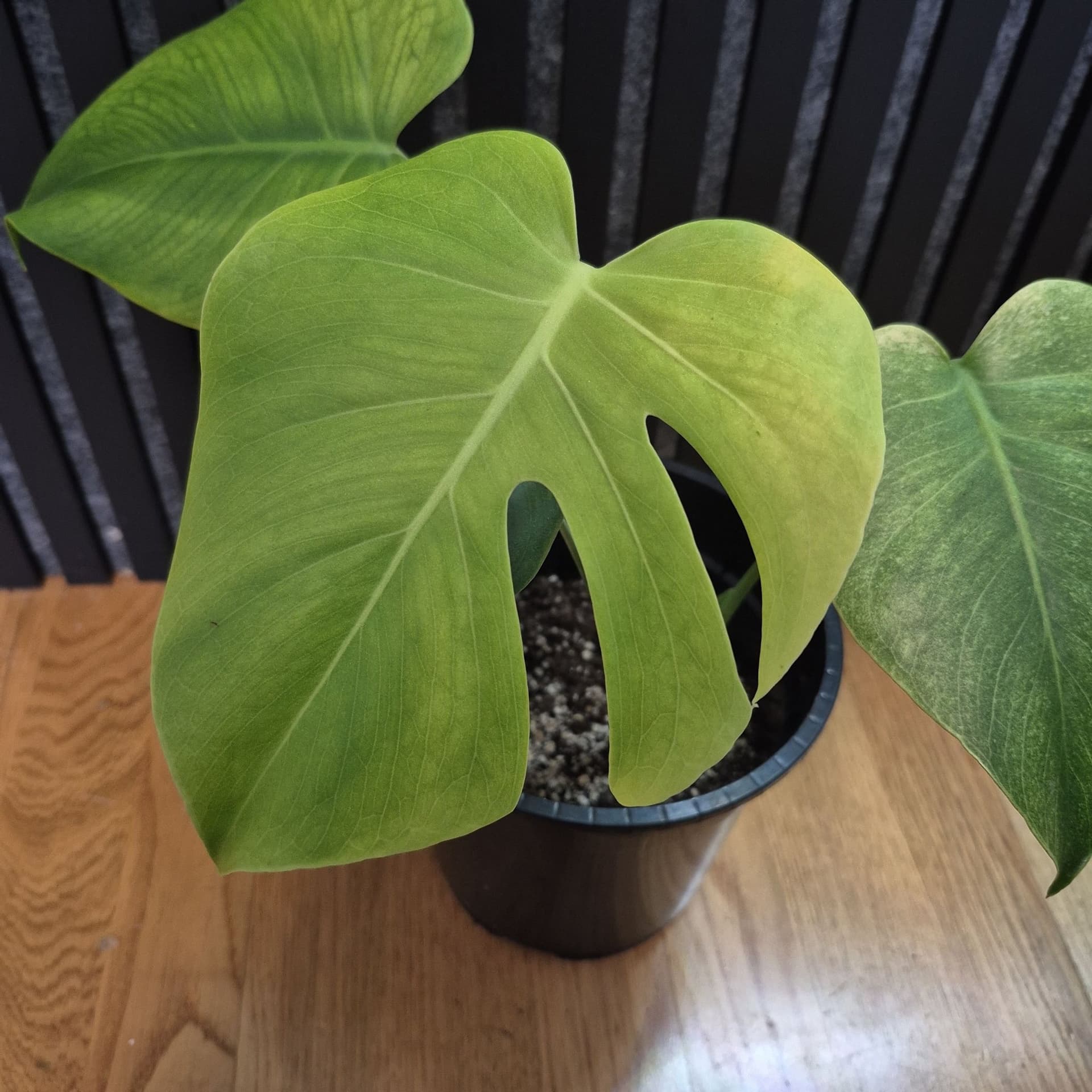 Monstera mint -noid