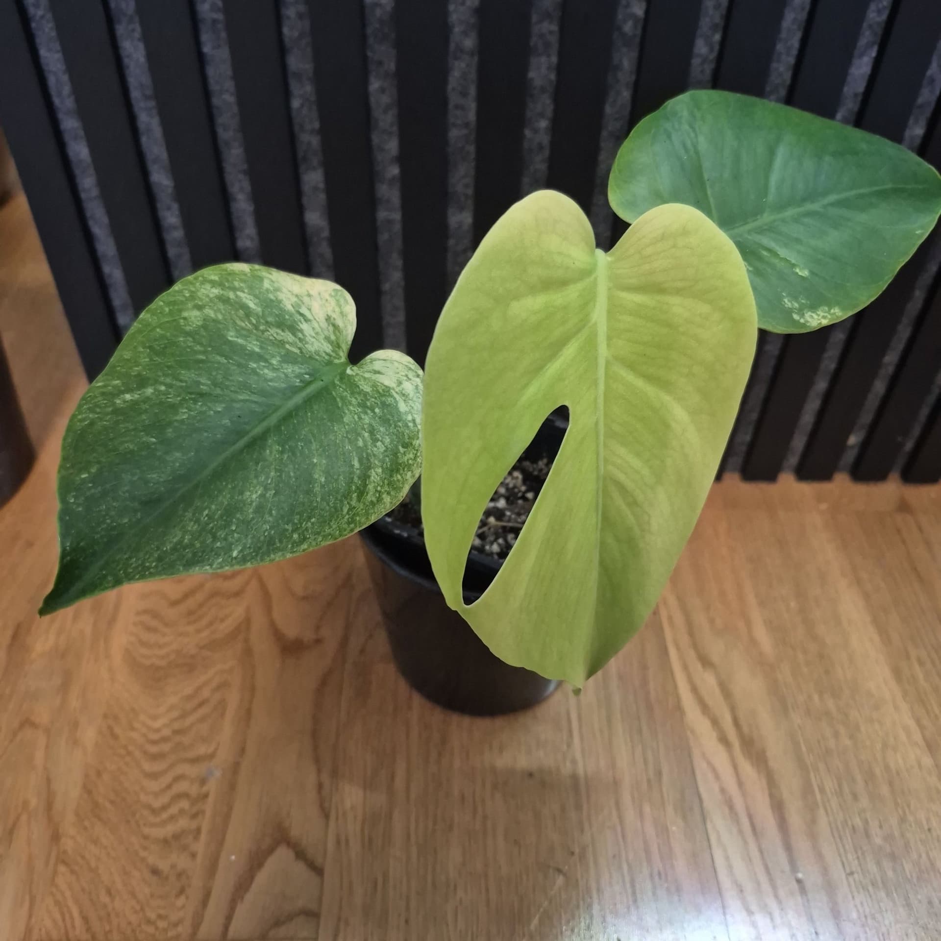 Monstera Mint – vacker och ovanlig samlarväxt 🌿