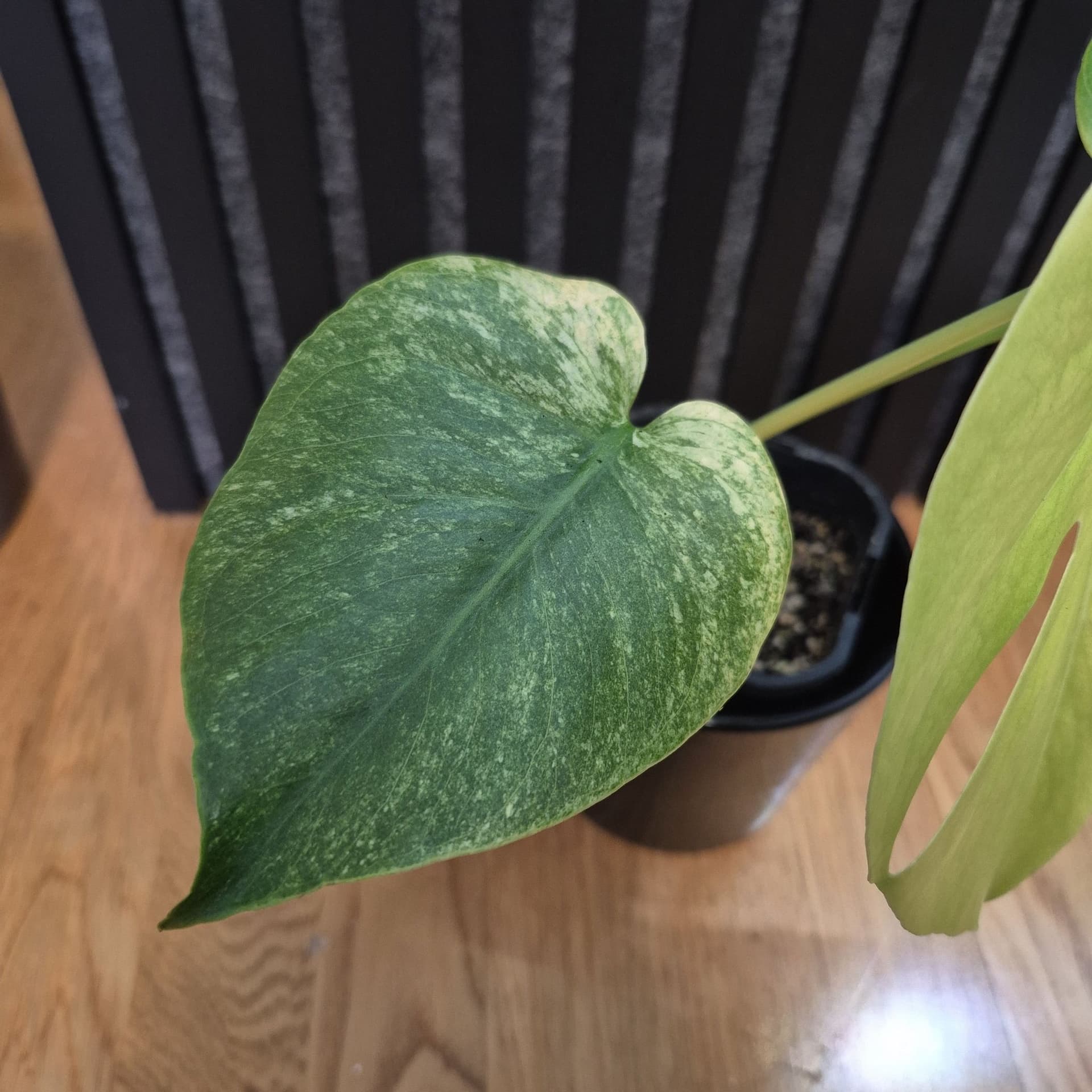 Monstera Mint – vacker och ovanlig samlarväxt 🌿