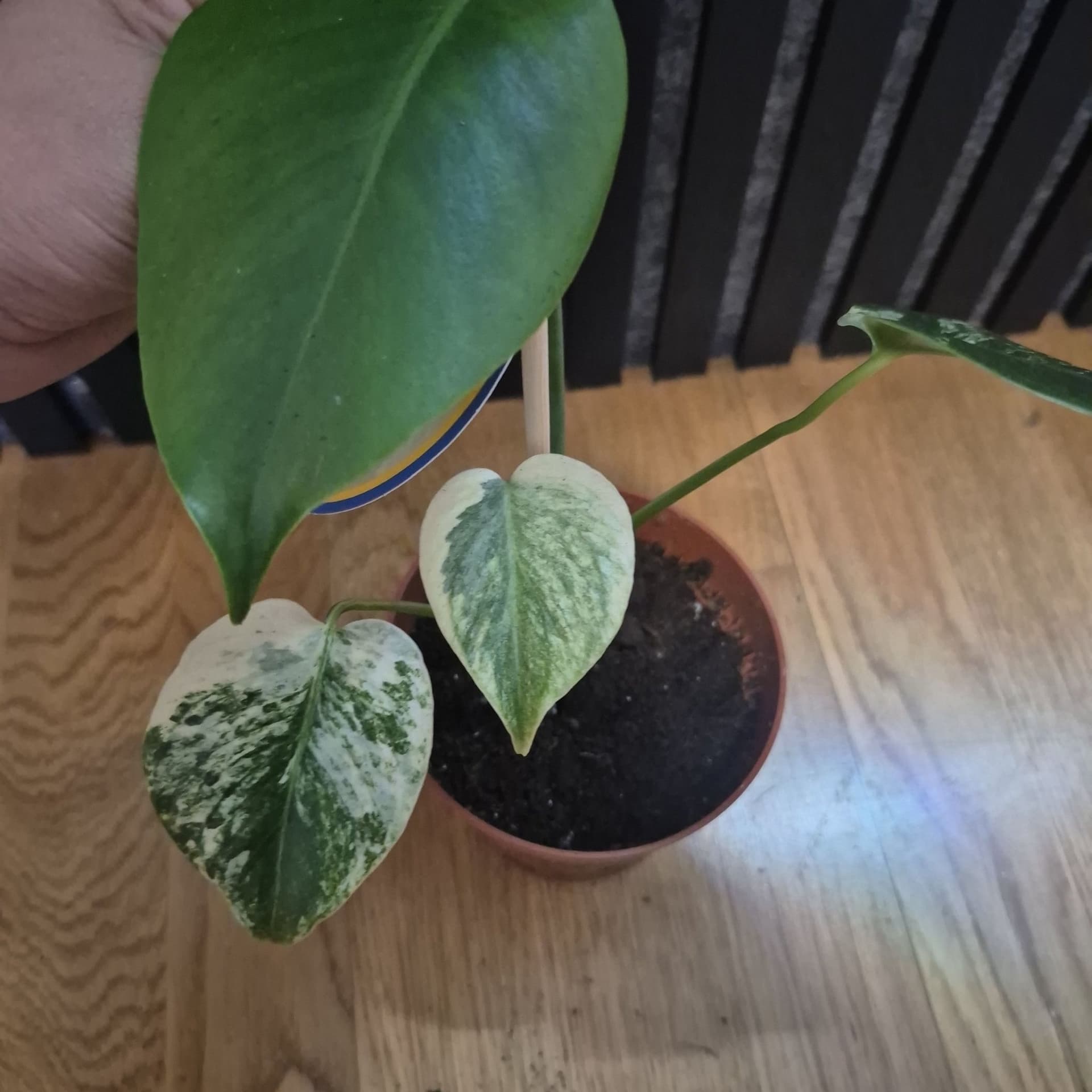 Monstera Mint inte Tc plant