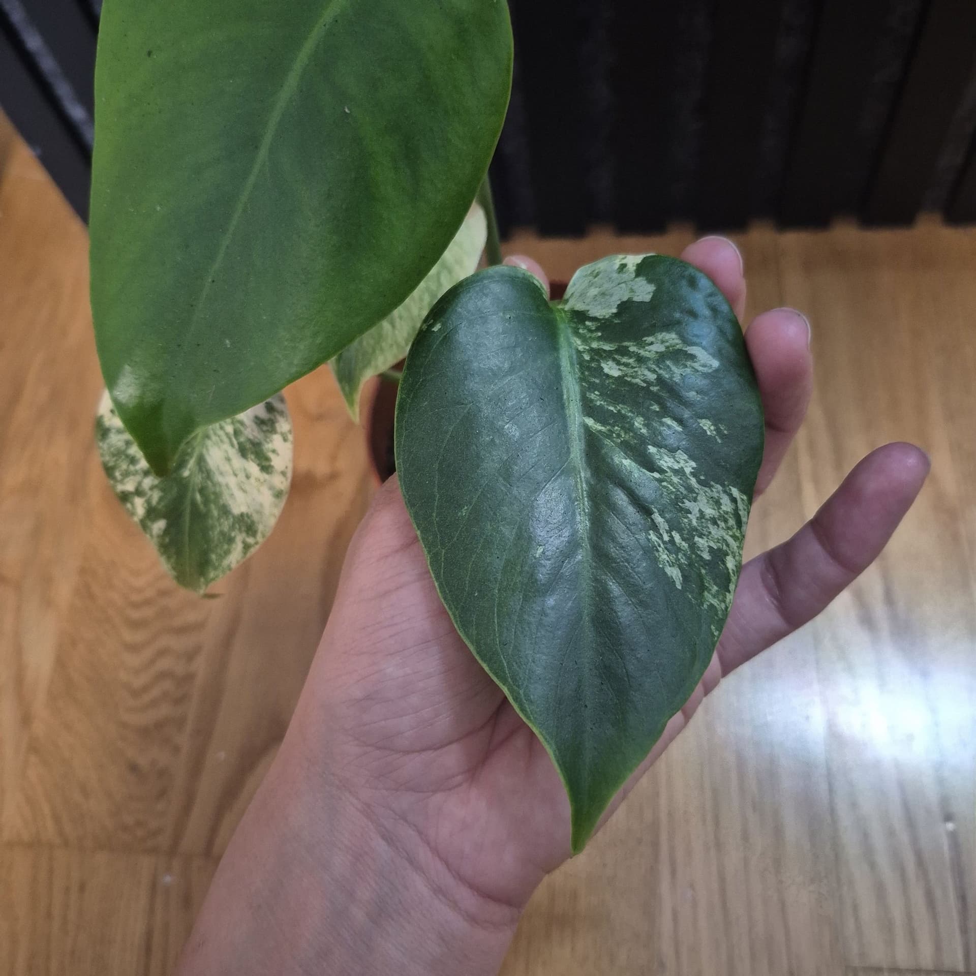 Monstera Mint inte Tc plant