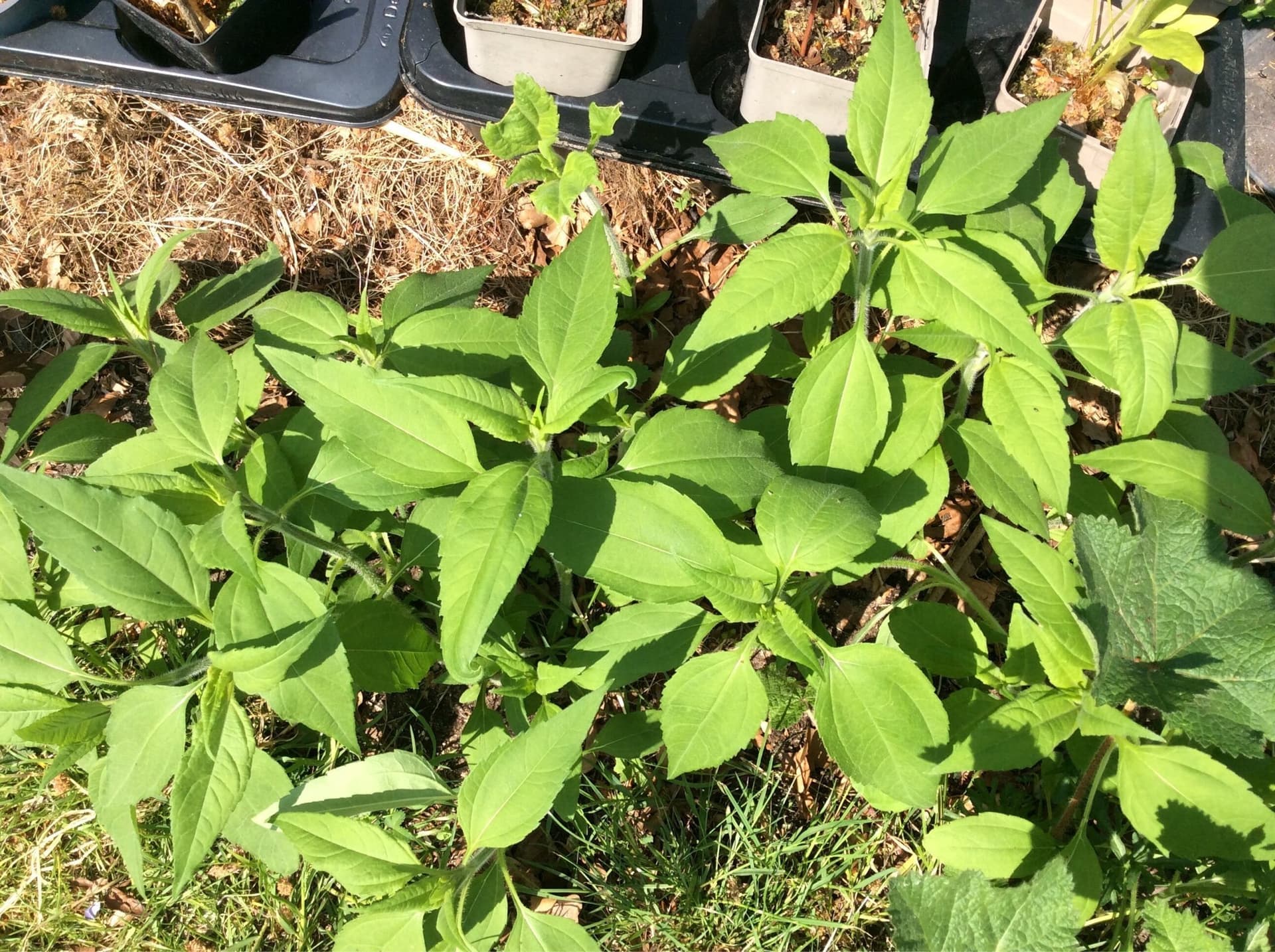 Jordärtskockan plantor