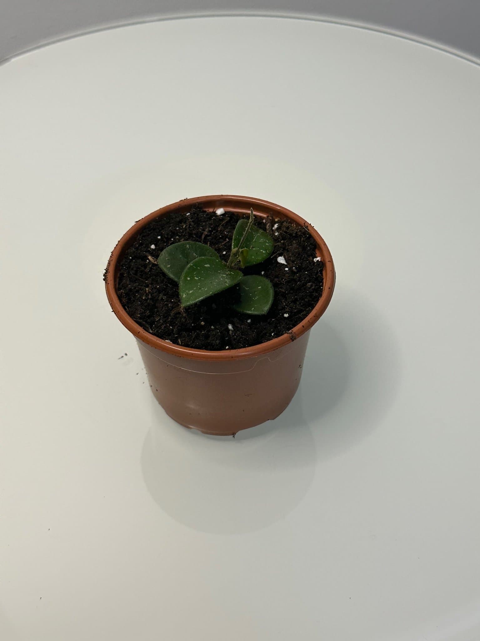Hoya mathilde